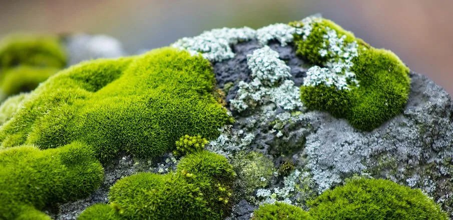 Close-up of moss growing on a gray rock with patches of white lichen.