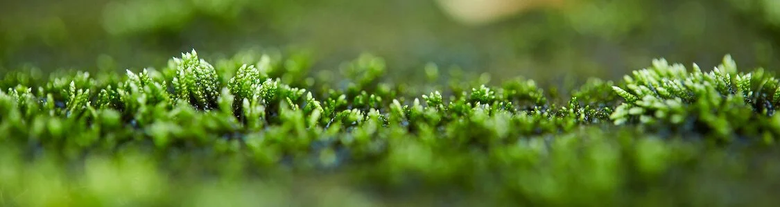 Close-up of green moss growing on a surface.