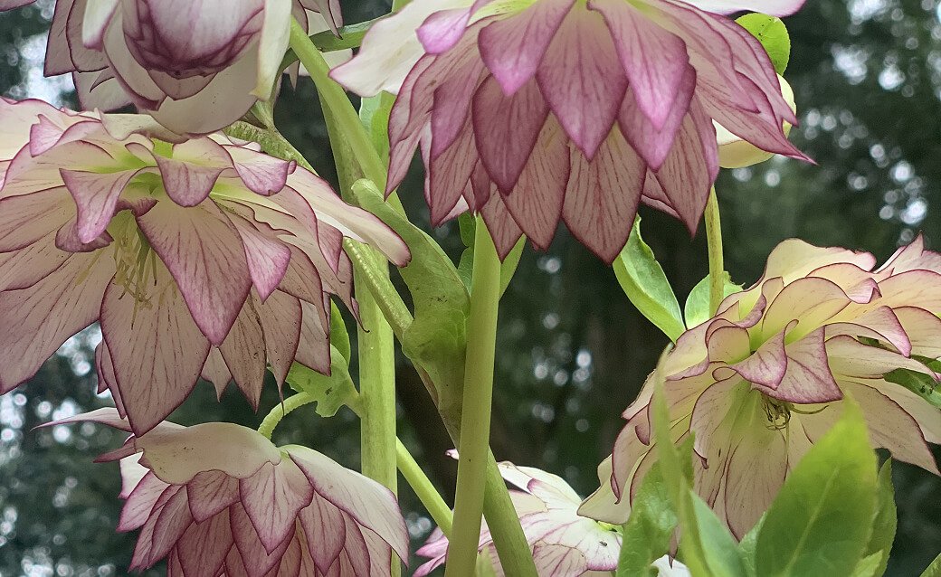 Close-up of pale pink and green hellebores flowers with layered petals, set against a blurred green background.