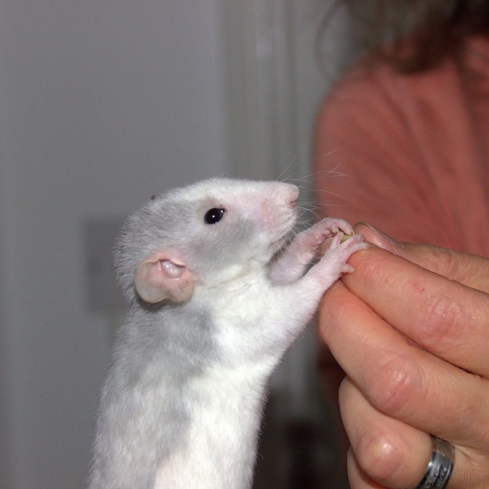 A small white pet rat standing on its hind legs, reaching up to gently take a treat from a person's fingers, showing the trust built through animal communication.
