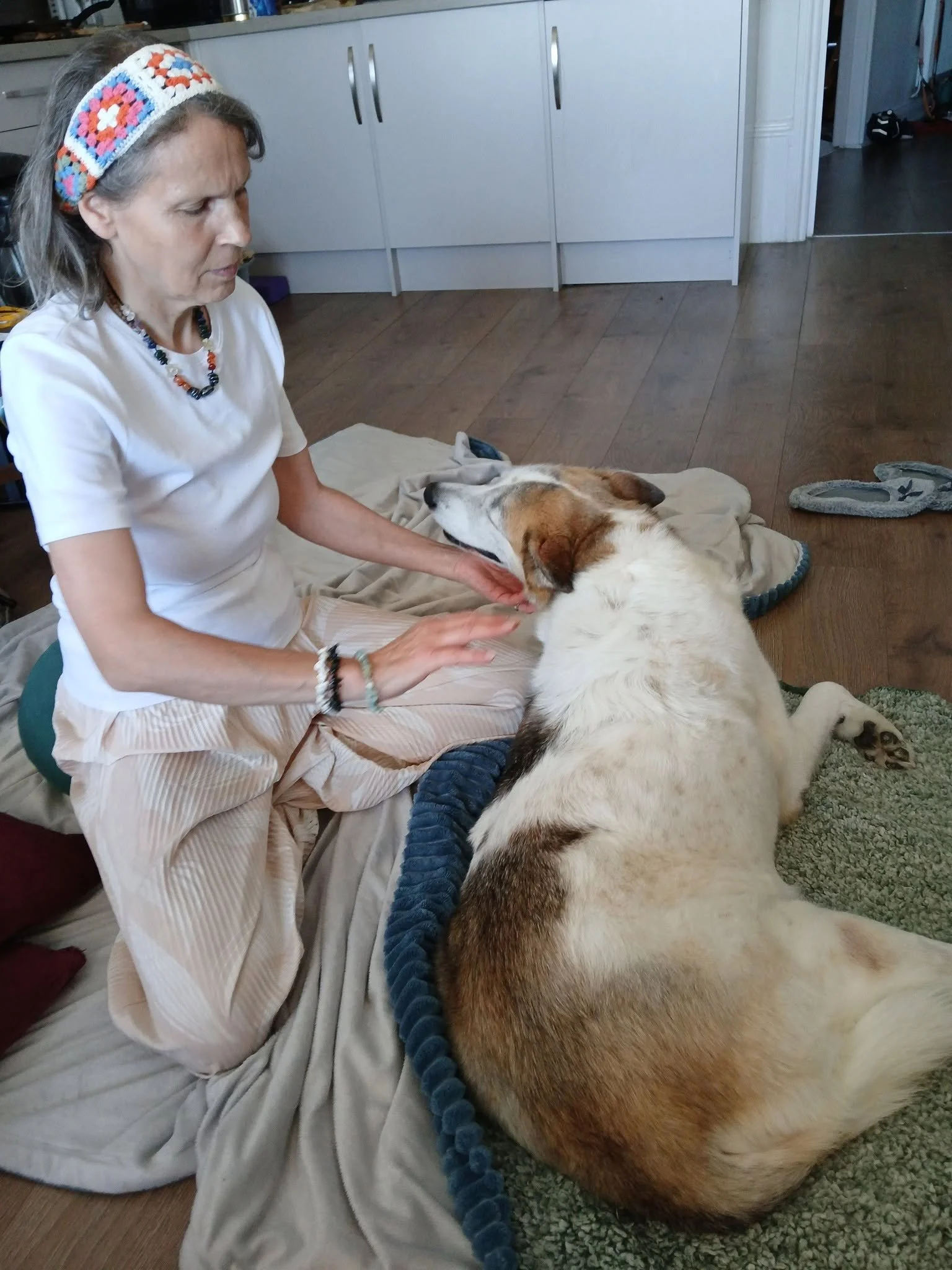 Petra Dungate, Animal Reiki practitioner kneeling on a blanket indoors, gently reaching toward a large tan and white dog lying peacefully beside her during a calming energy healing session.