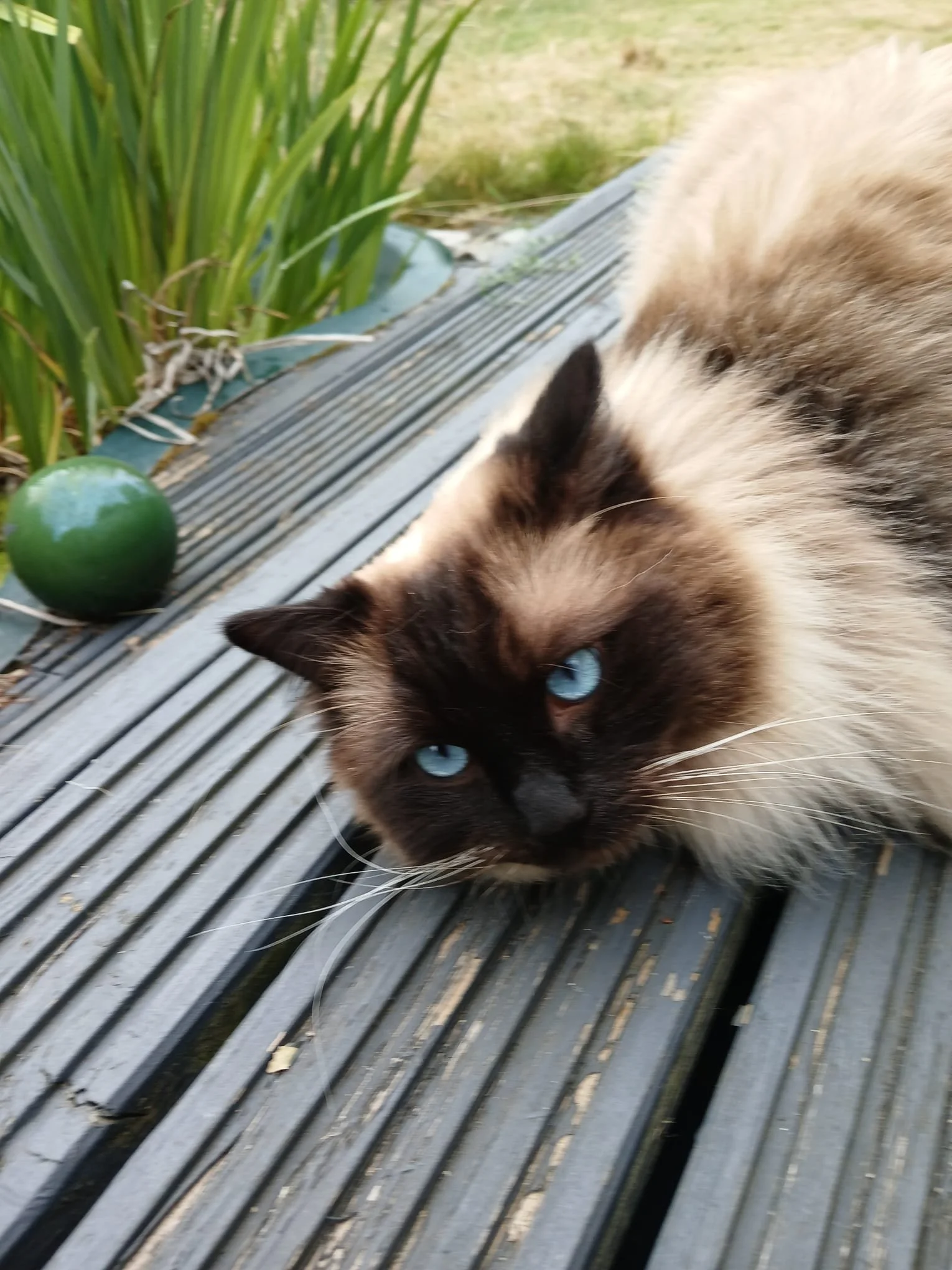 A fluffy Siamese cat with striking blue eyes and dark seal-point markings resting on a wooden deck beside a green ball and garden plants.
