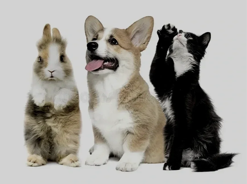 A rabbit, a corgi, and a black and white cat sitting side by side against a plain white background.