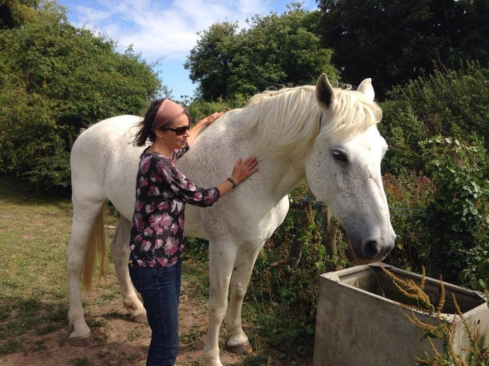 Petra Dungate, Animal Reiki practitioner placing both hands gently on the shoulder and neck of a white horse outdoors, offering calming energy healing in a natural setting.
