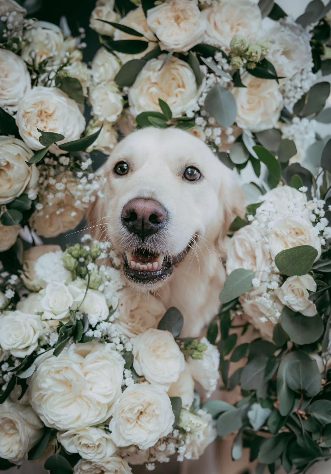 A happy yellow Labrador retriever puppy with a pink nose, surrounded by cream-colored roses and green foliage.