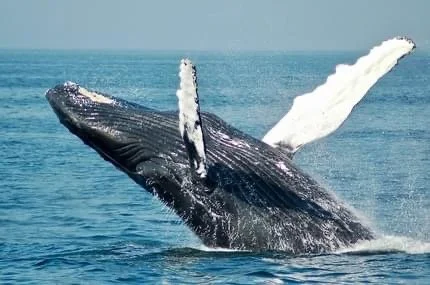 Humpback whale breaching the water with its tail flukes in the air