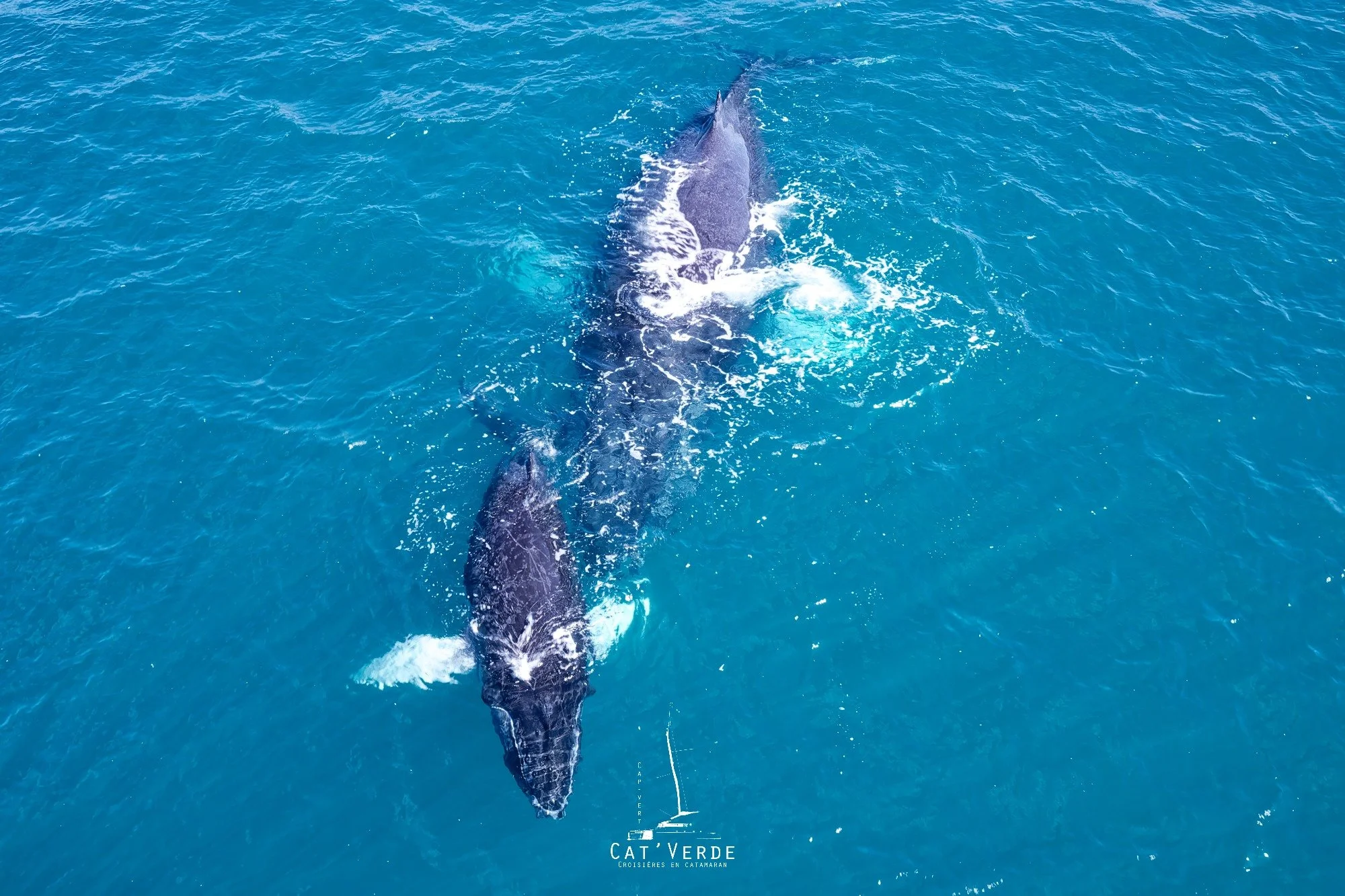 Aerial view of a whale swimming in the ocean, with the text 'CAT VERDE' and 'CROISIÈRES EN CATAMARAN' at the bottom.