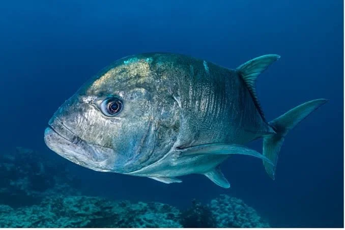 Offshore Fishing