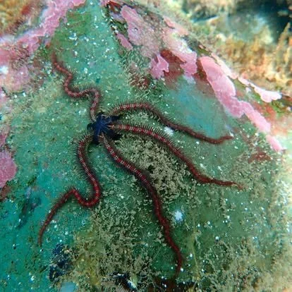 Close-up of a sea star with long, thin, reddish arms on a colorful coral reef.