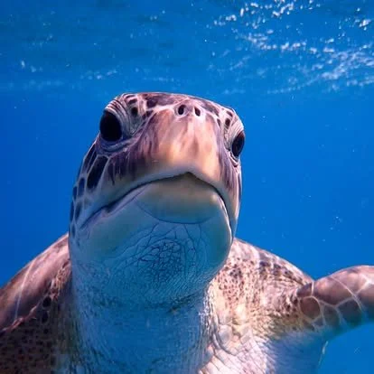 Close-up of a sea turtle underwater, facing the camera, with blue water surrounding it.