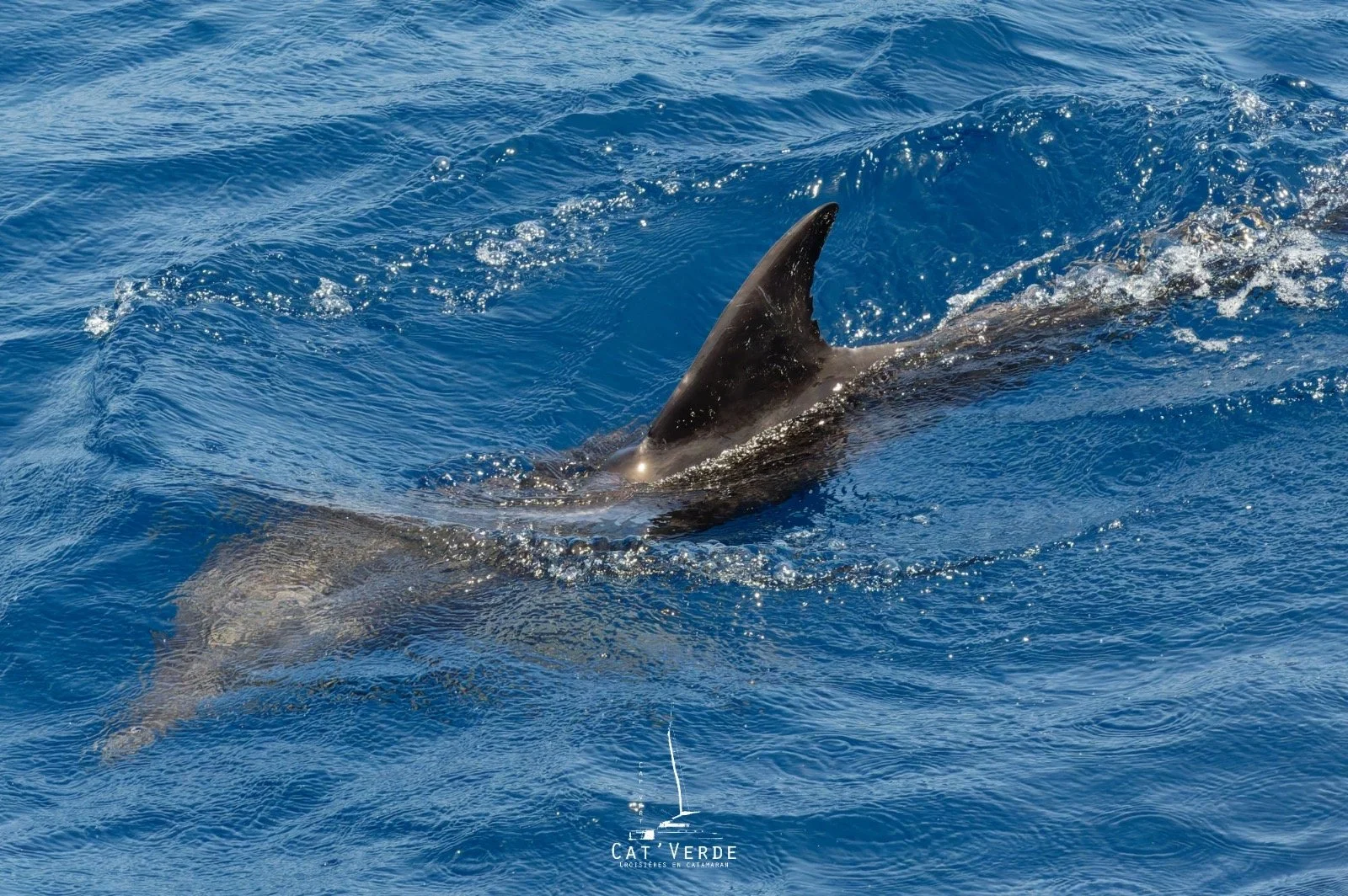 Dolphin Watching & Snorkelling