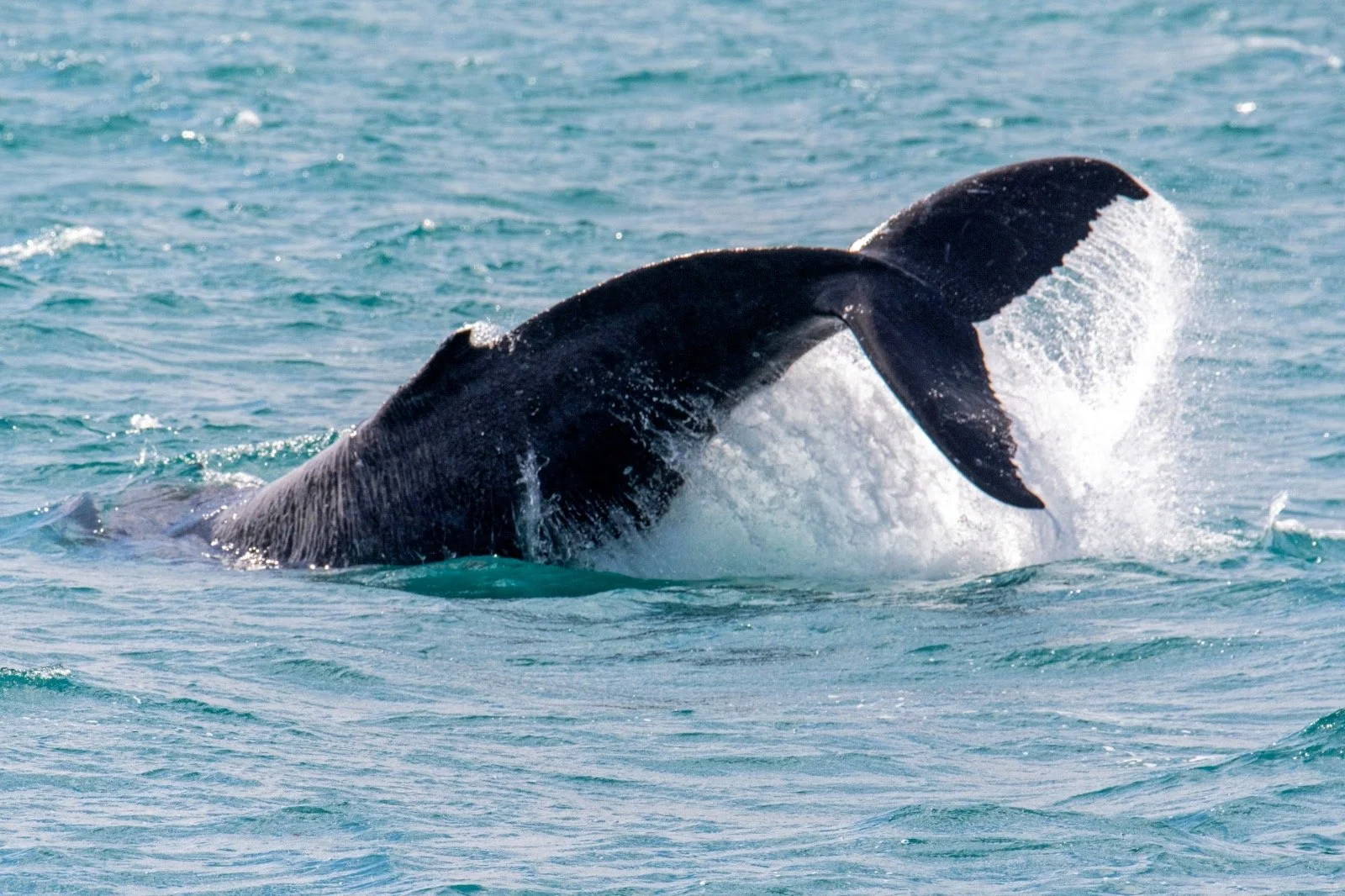 A whale breaching the water surface, showing its tail and part of its body, in the ocean.