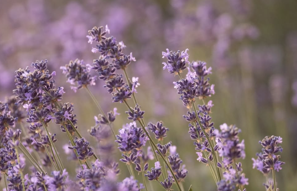 paarse lavendelbloemen in een veld