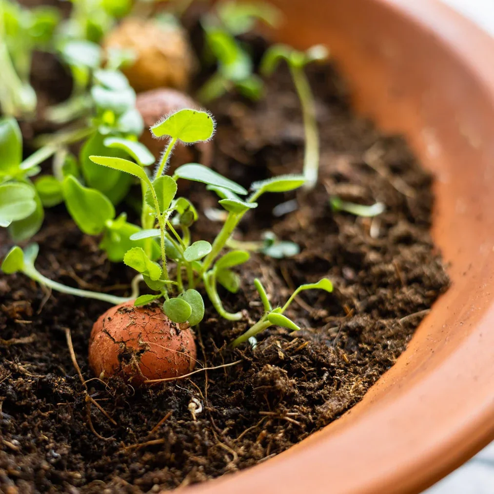 Kleine jonge plantjes groeien uit de aarde in een pot, met een enkele aardappel die nog in de aarde ligt.