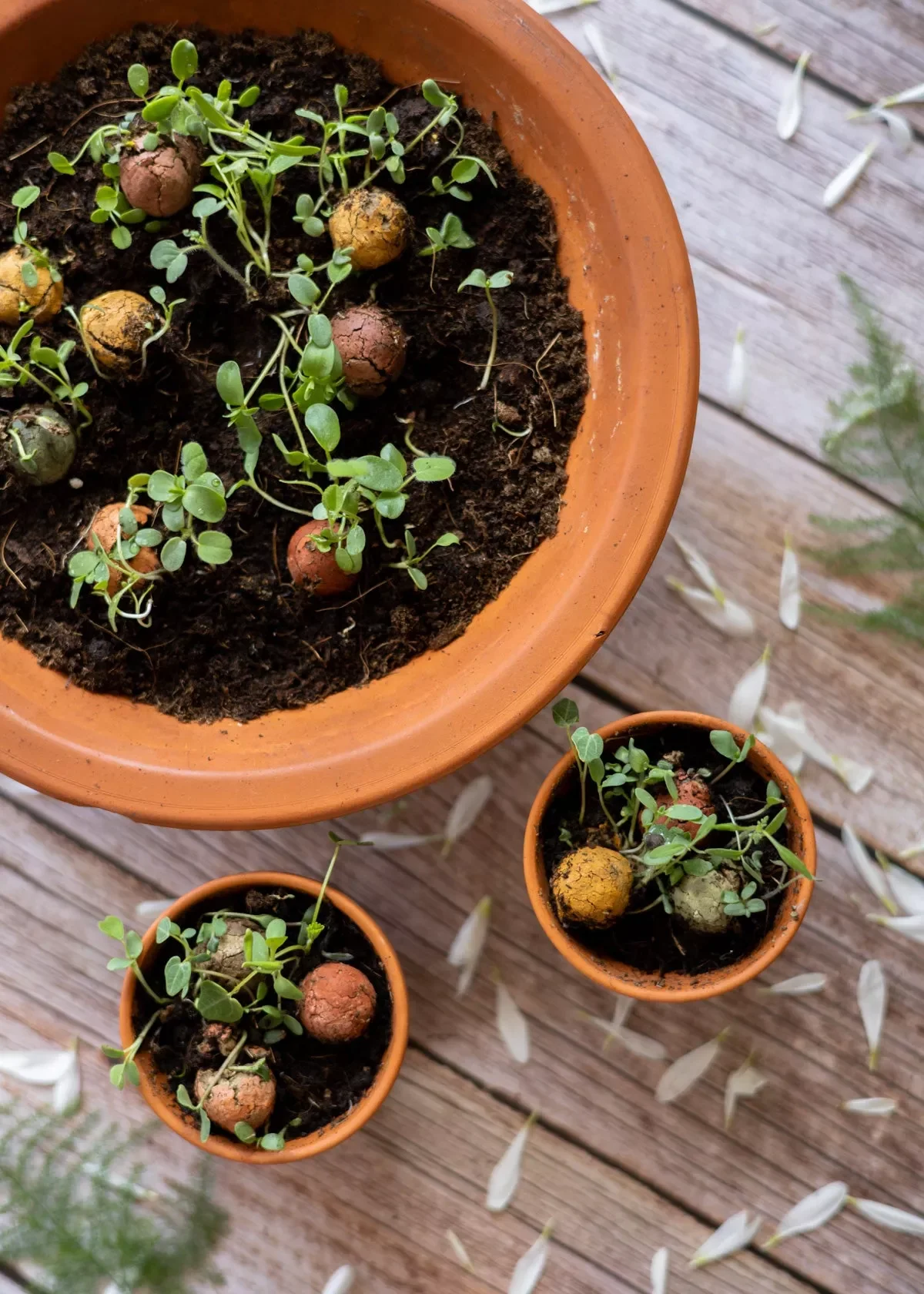 Twee terracotta potten met jonge plantjes en grote aardappelbolletjes, op een houten terras met witte bladval.