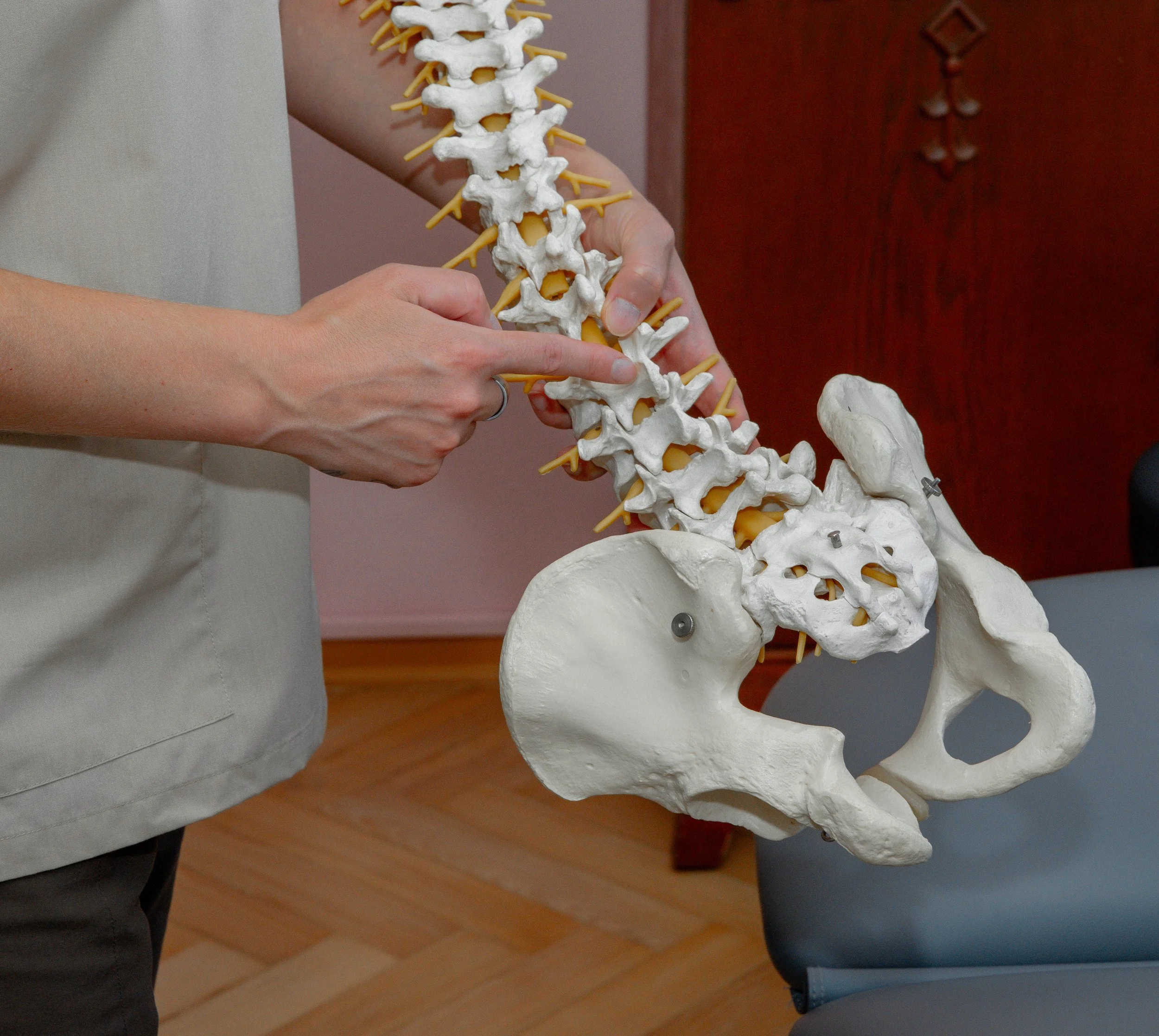 Ein Mensch hält eine Modell eines menschlichen Wirbelsäulen-Teils, vermutlich für medizinische oder anatomische Zwecke.