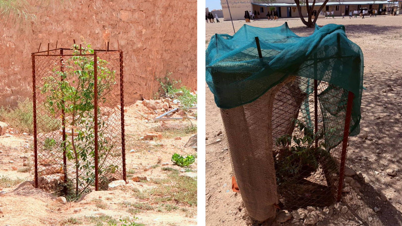Plant a Tree Initiative