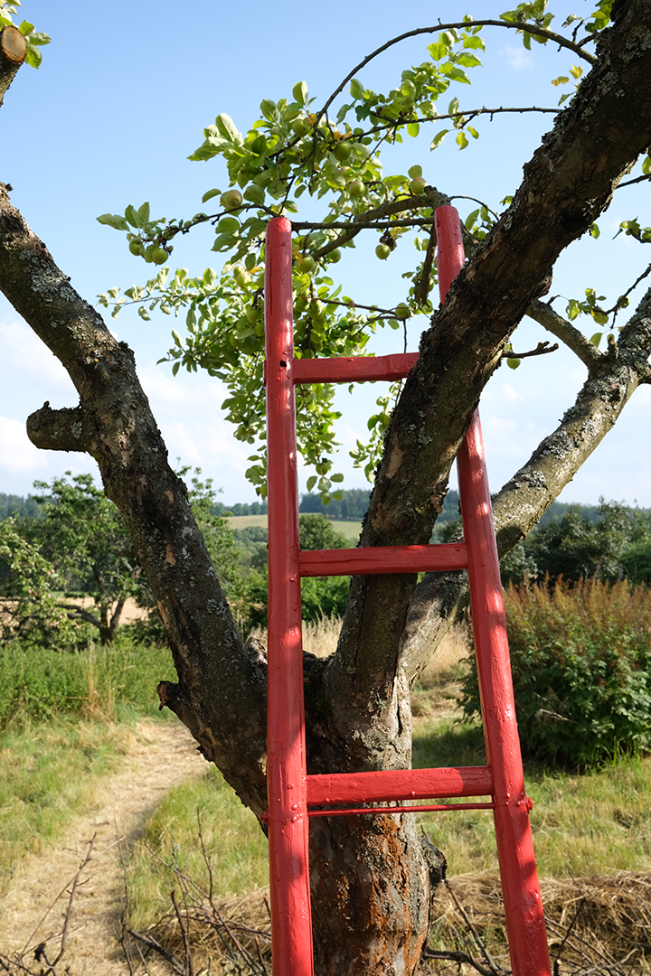 A red ladder leaning against a tree with green leaves and small green apples, in a farm or orchard setting with a grassy field and trees in the background, under a partly cloudy sky.