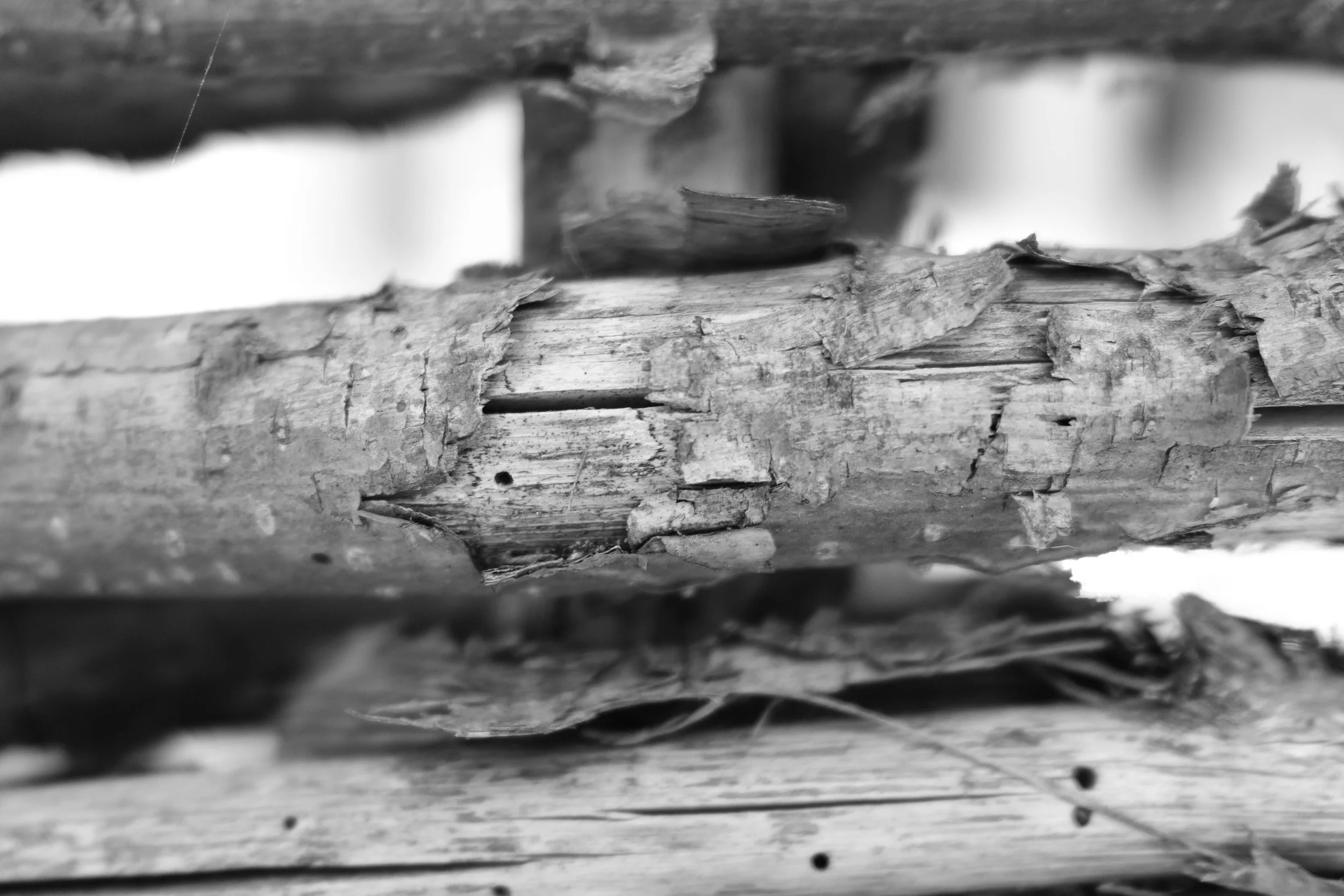 Close-up black and white photograph of weathered wooden logs with detailed texture and cracks, stacked together.