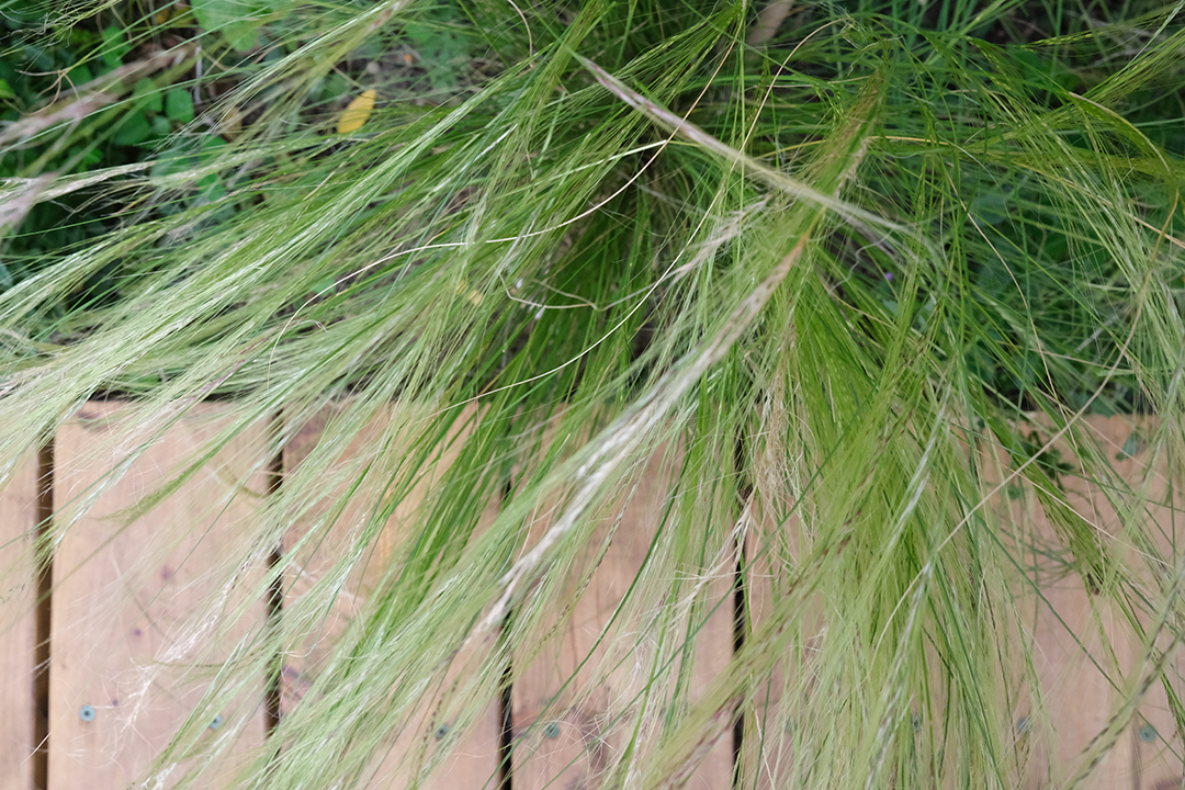 Neighbouring Fields Planting Design Stipa tenuissima