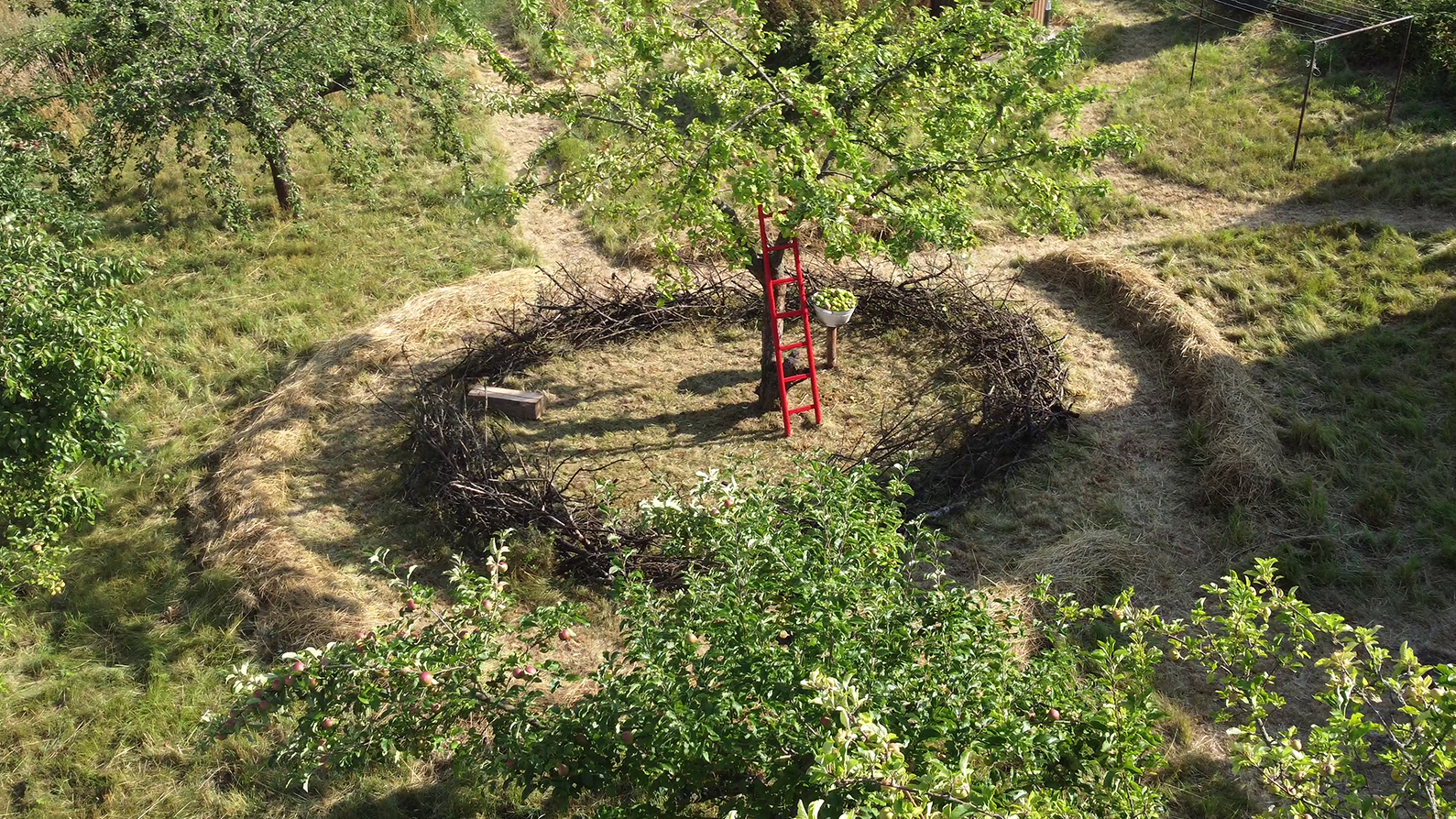 A small orchard or garden with a central tree, surrounded by a circular border made of gathered branches or twigs. There is a red ladder leaning against the tree and a bowl or container attached to it, possibly holding fruit or plants. The ground within the circle is cleared and grassy, with other trees and grassy areas visible outside the circle.