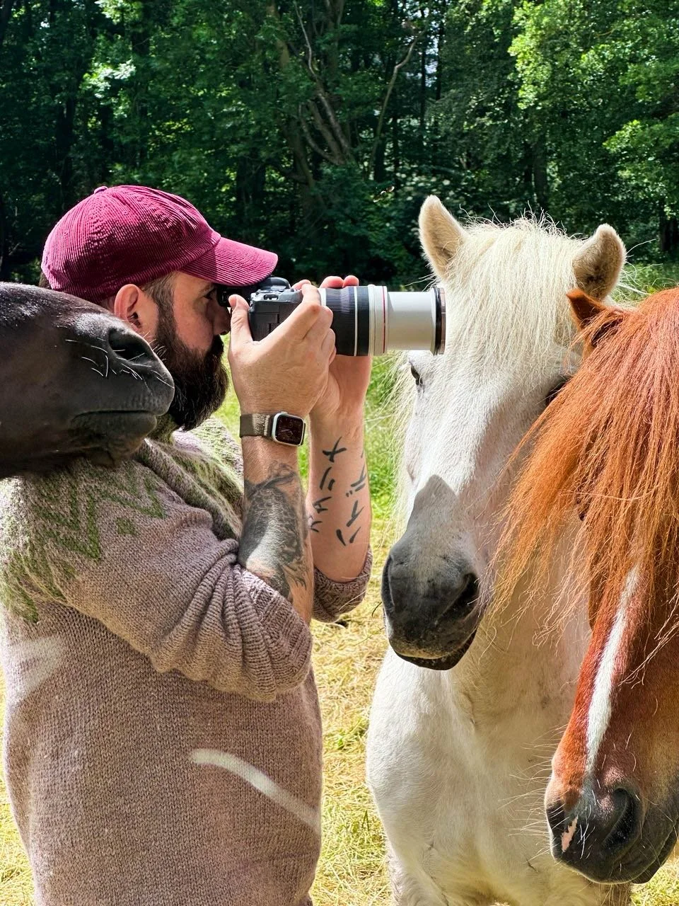 A man with a red cap taking a photograph with a camera of two horses in a green outdoor setting.