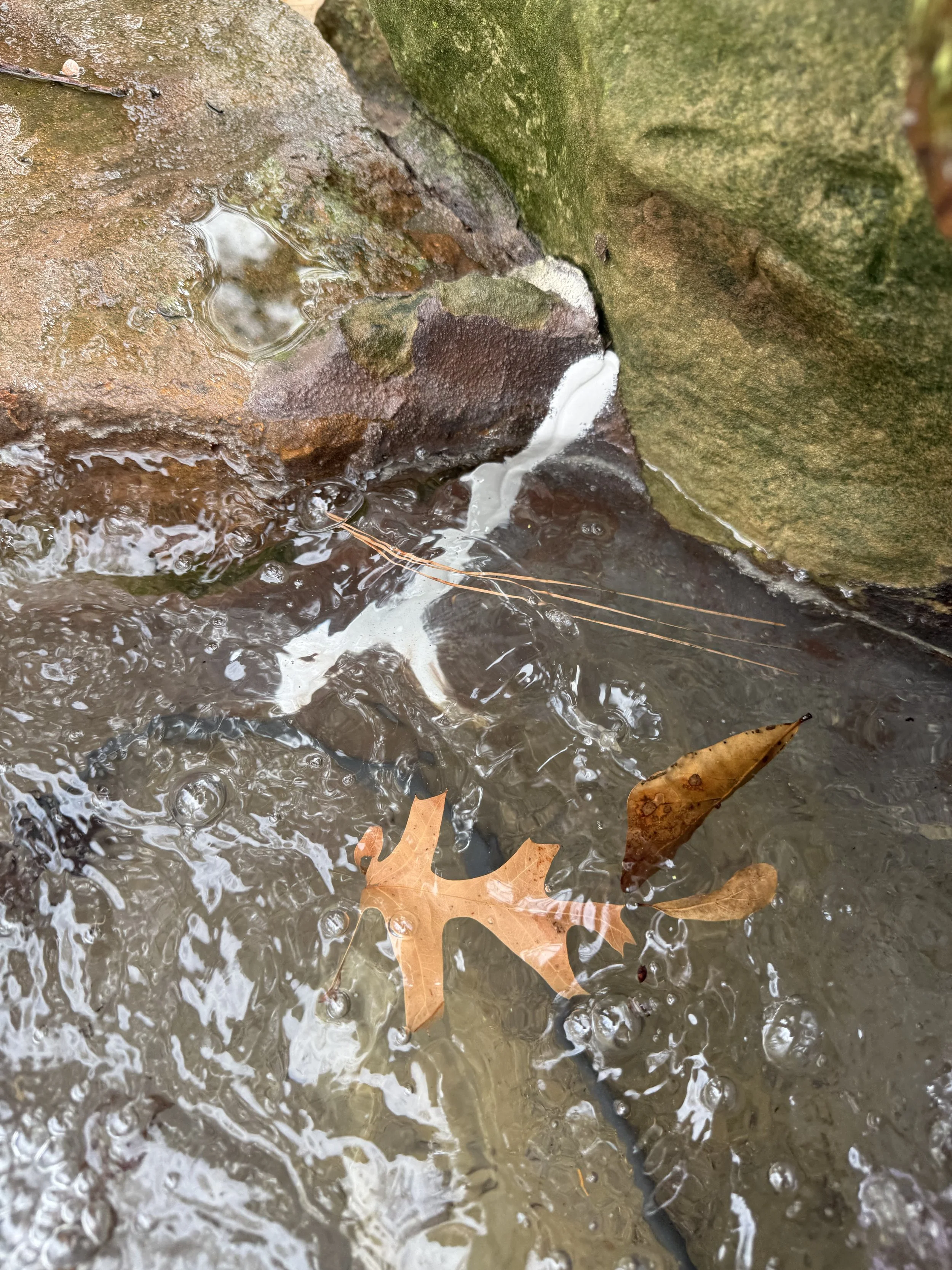 Close-up of water flowing over rocks and fallen leaves in a stream, with a small puddle and green moss on rocks.