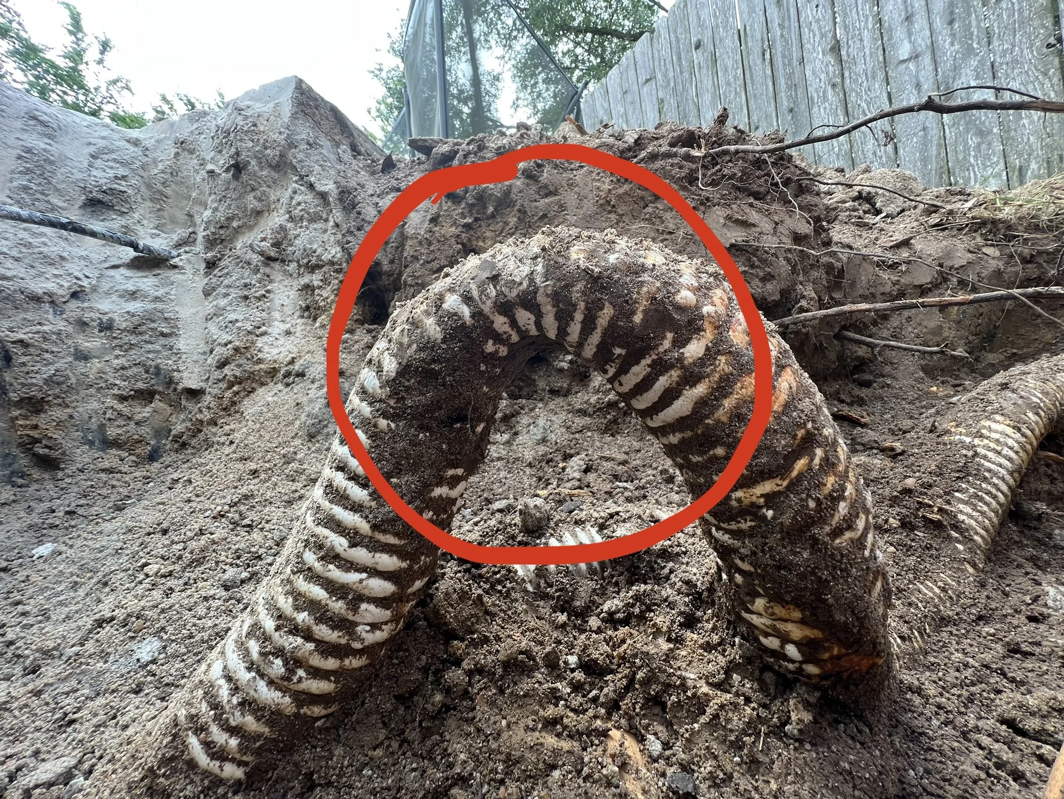 Close-up of a snake with a striped pattern on its body, partially buried in dirt. An orange circle is drawn around the snake, highlighting it. The background shows soil, small roots, and a wooden fence with trees visible behind it.