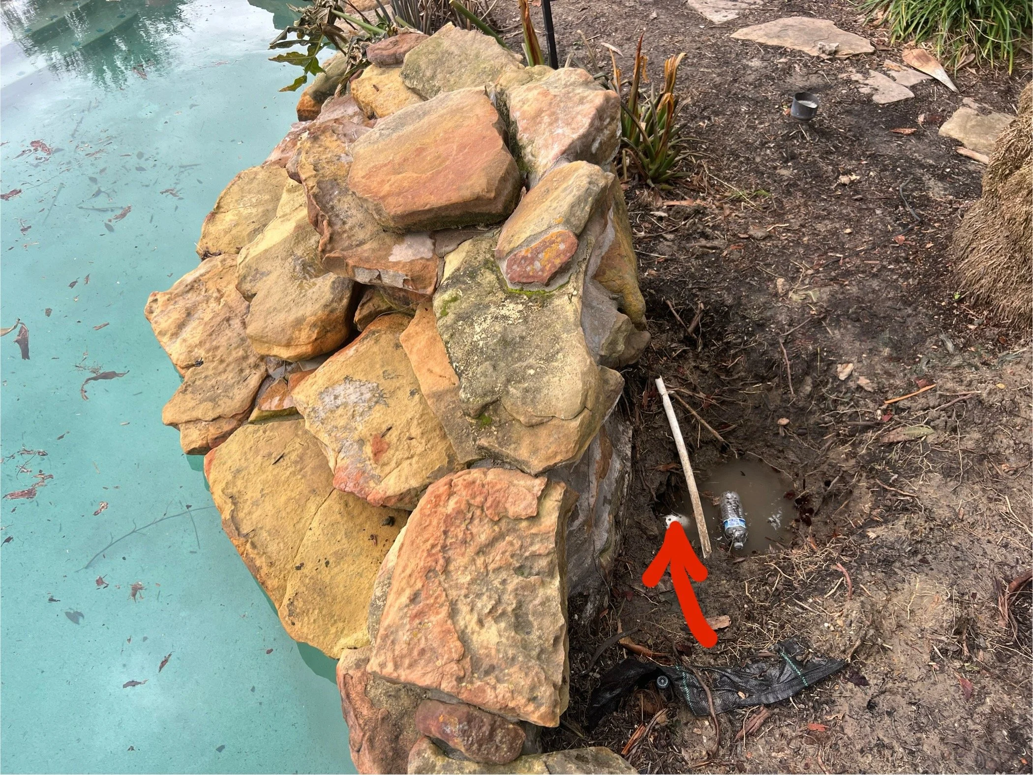 Close-up view of a rocky border surrounding a small pond or water feature, with dark soil and garden plants nearby.