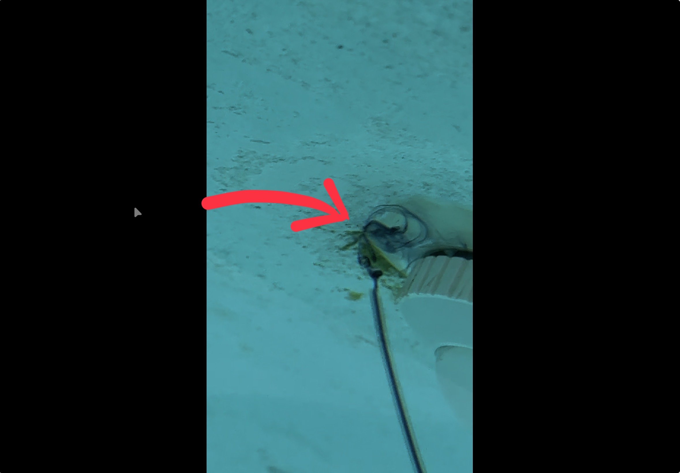A fish with bright colors on a fishing hook underwater, with a red arrow pointing to it.