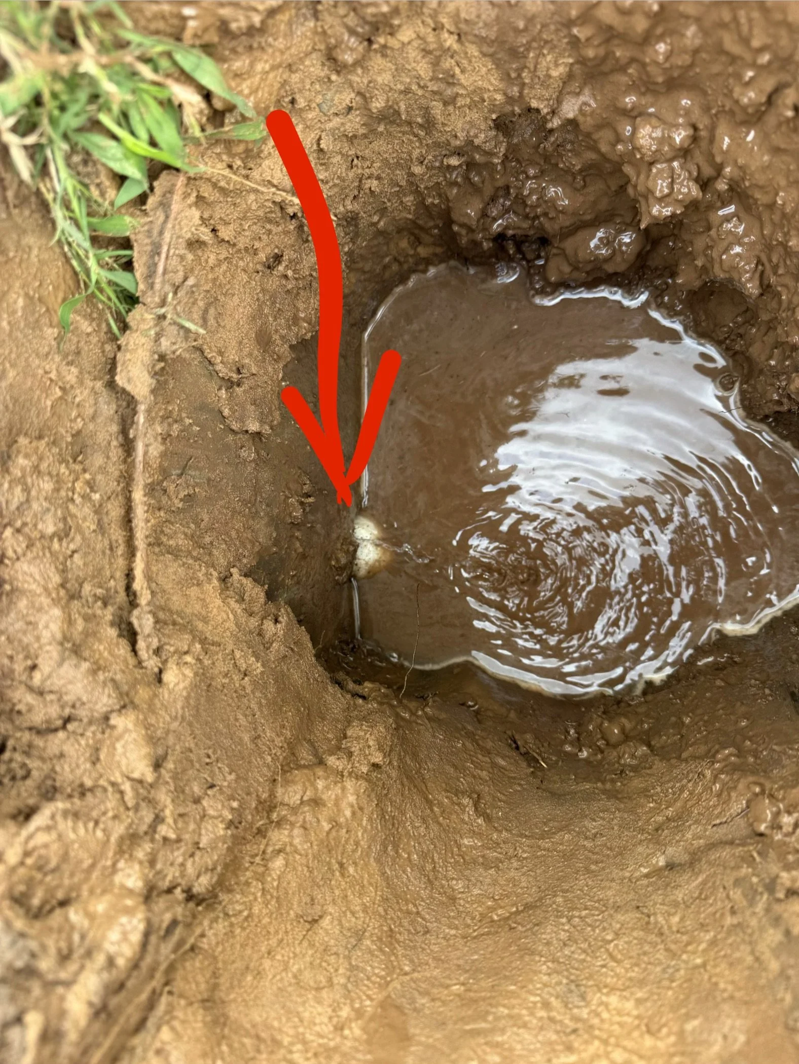 Close-up of a small, wet, muddy hole in the ground with a red arrow pointing to it.