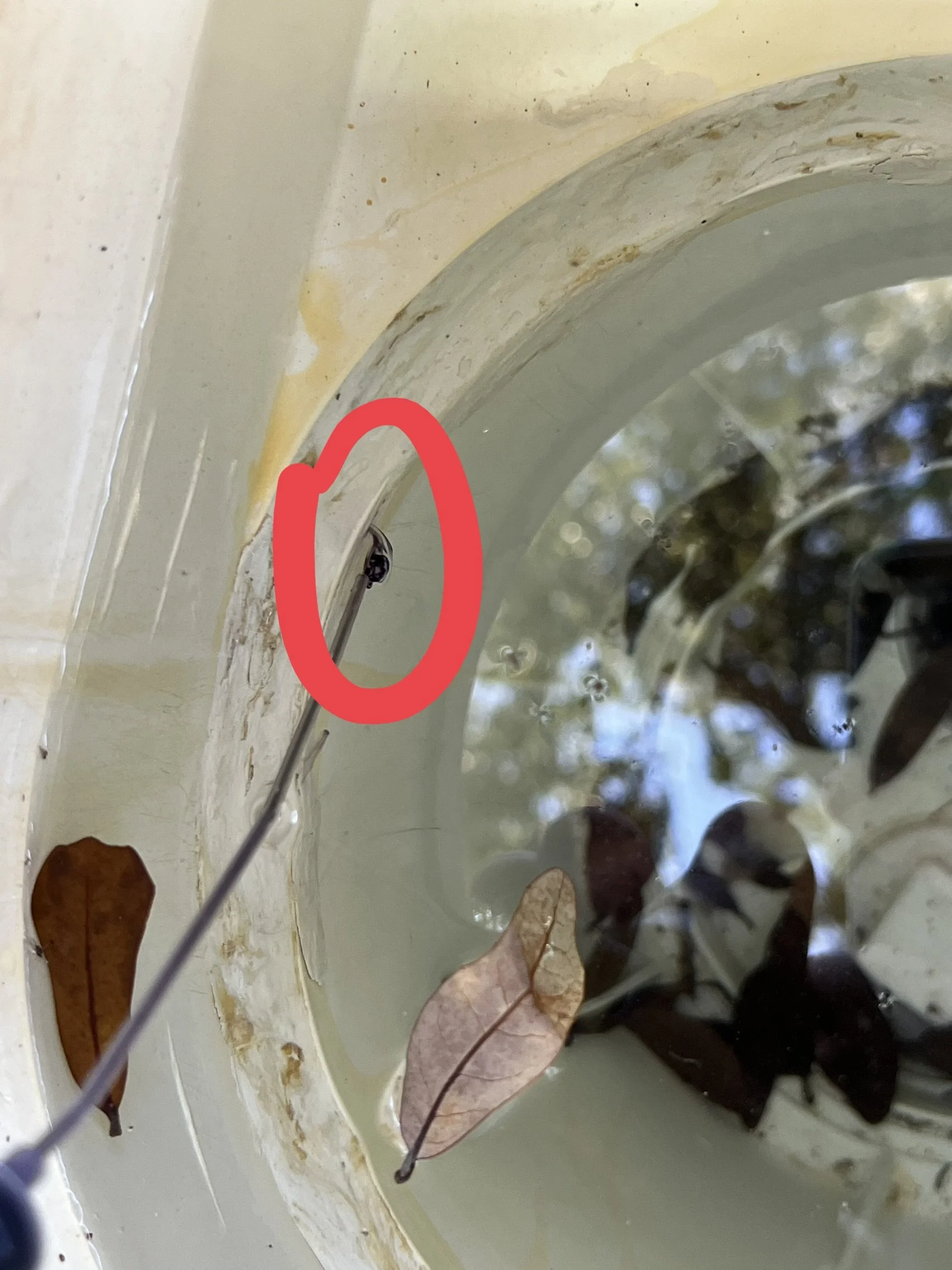 Close-up photo of the inside of a toilet tank with some leaves and dirt floating in the water, and a small black insect on the side of the tank.