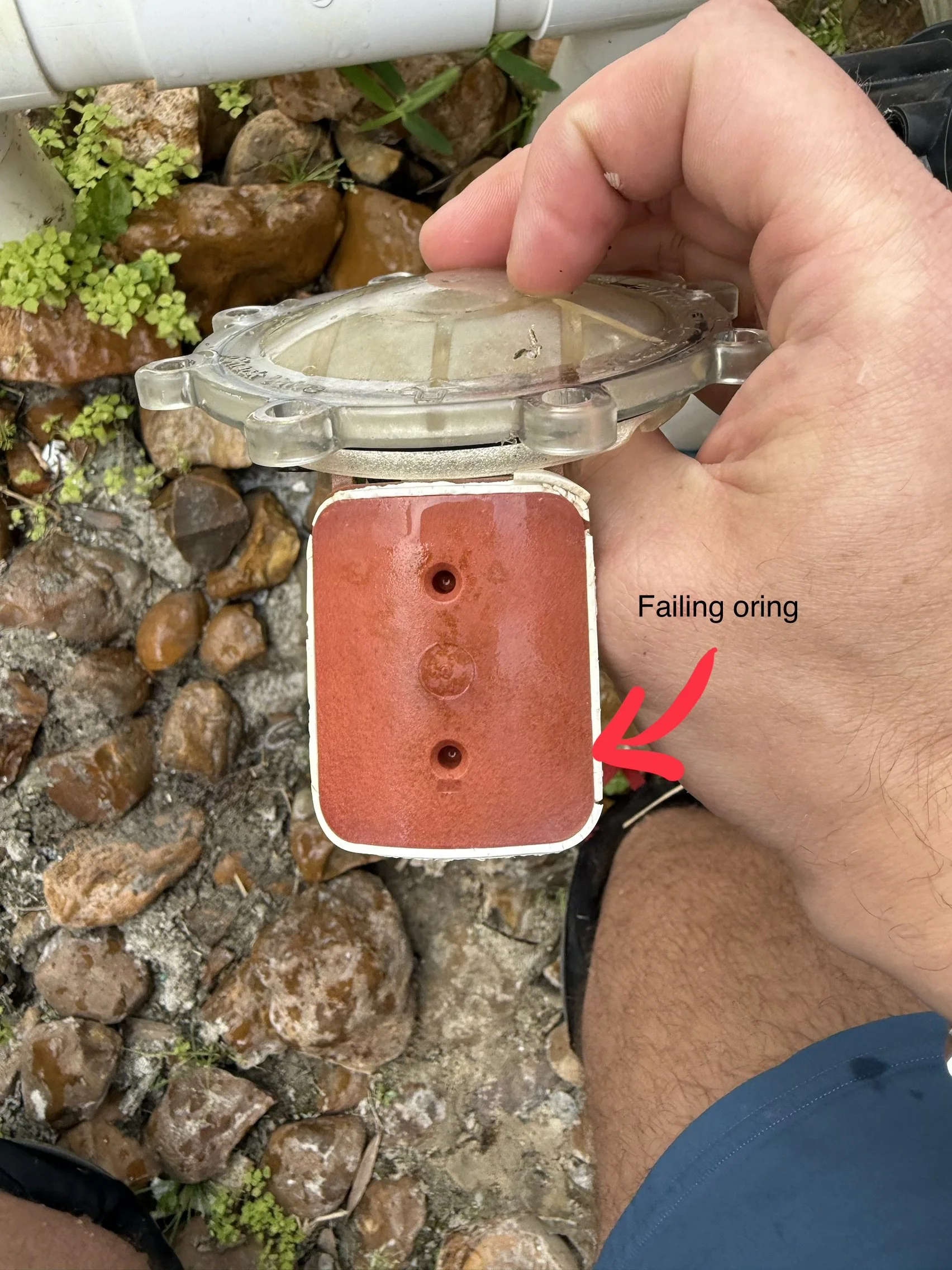 Person holding a failing oring germination seed marker with green plant and rocks in the background.