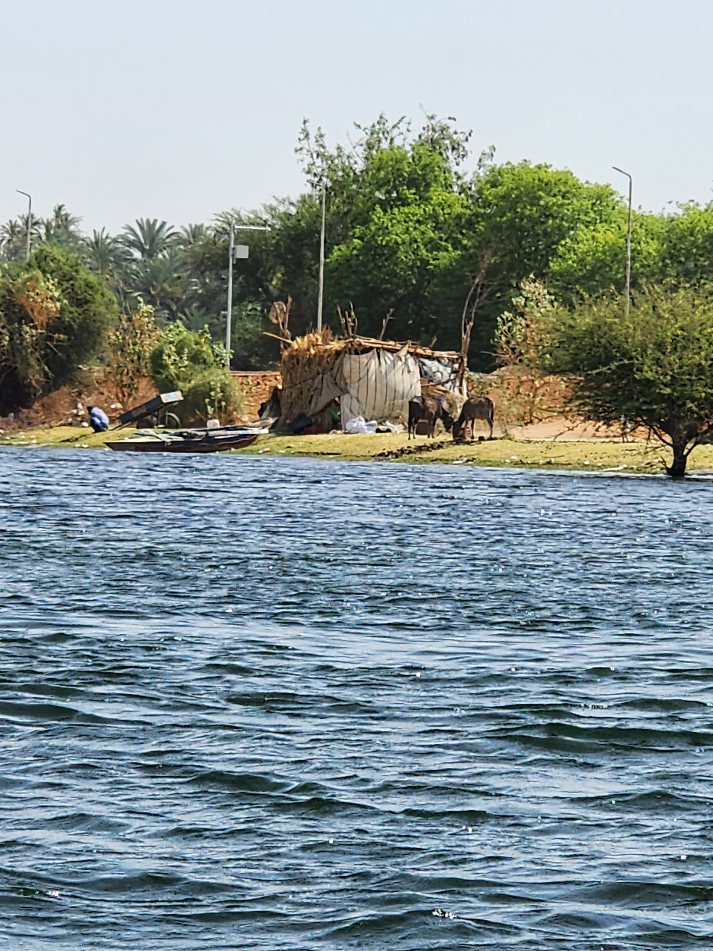 A riverbank scene featuring a small homemade shelter, three donkeys, lush green trees, and palm trees in the background, with water in the foreground.