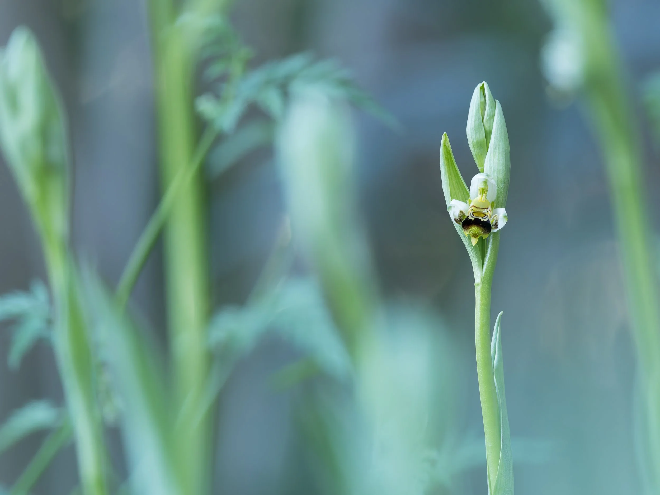Ophrys apifera fria.jpg
