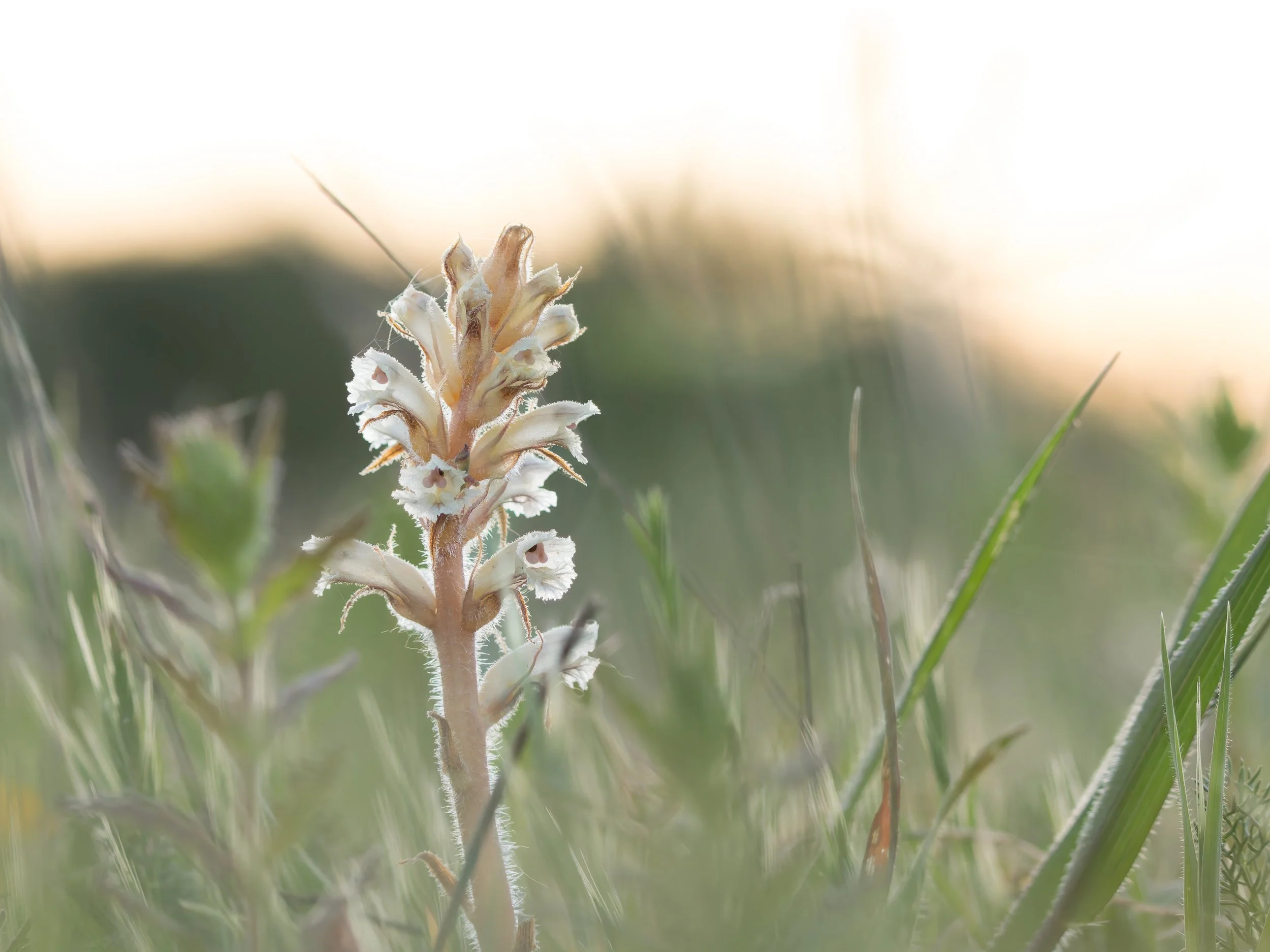 Orobanche minor.
Sevilla.
Abril, 2026.