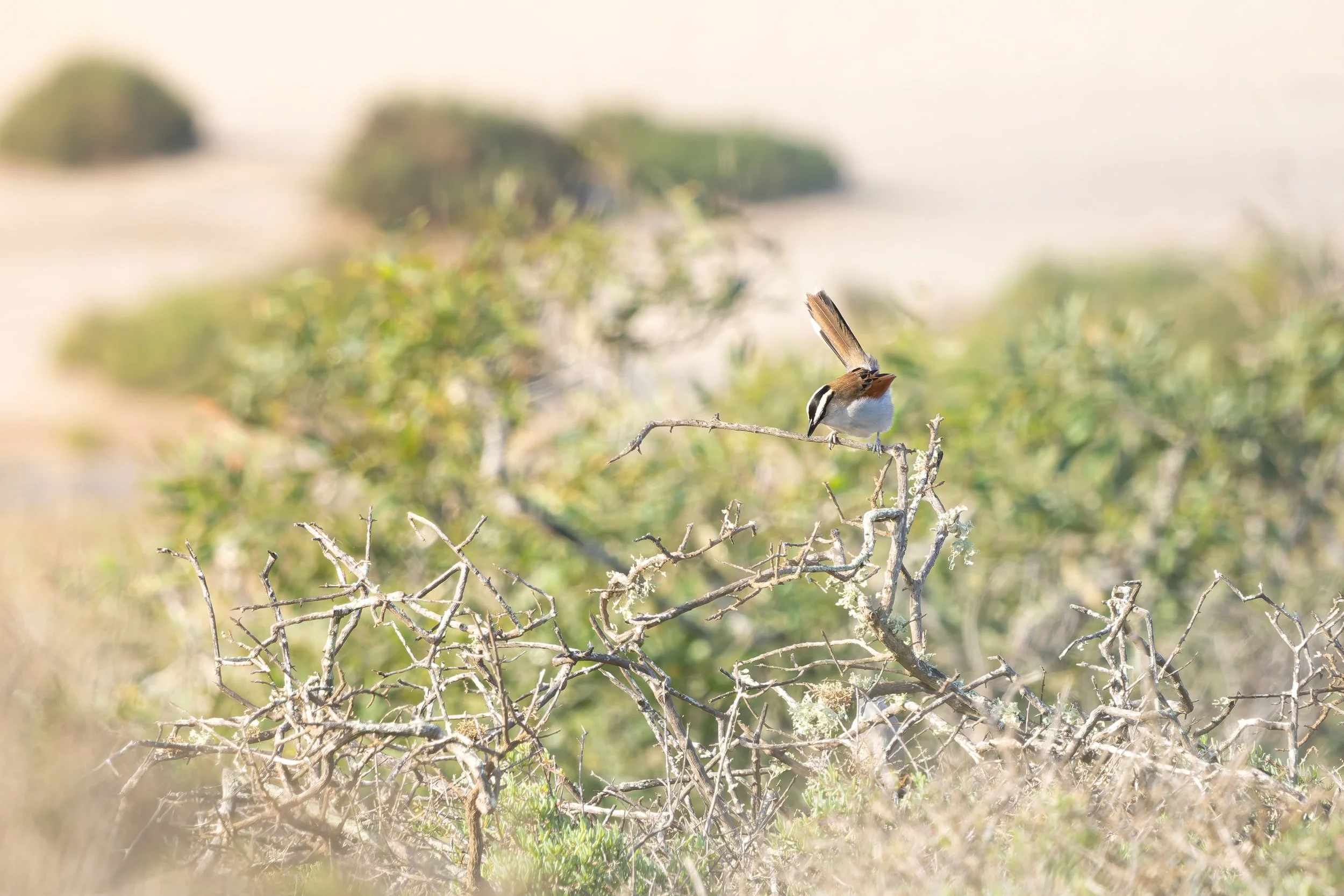 Chagra del Senegal (Tchagra senegalus).
Parque Nacional Souss Massa.
Enero, 2026.