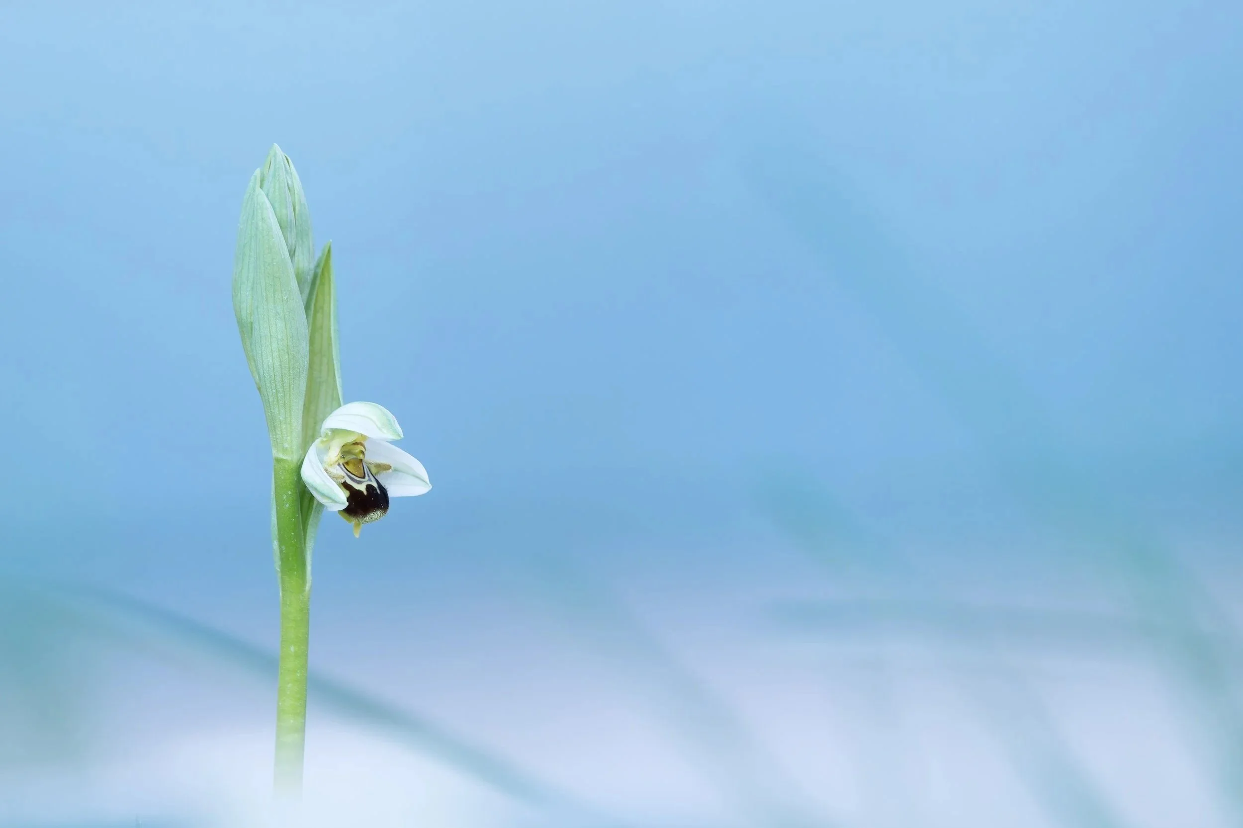 Ophrys apifera.
Sevilla.
Abril, 2026.