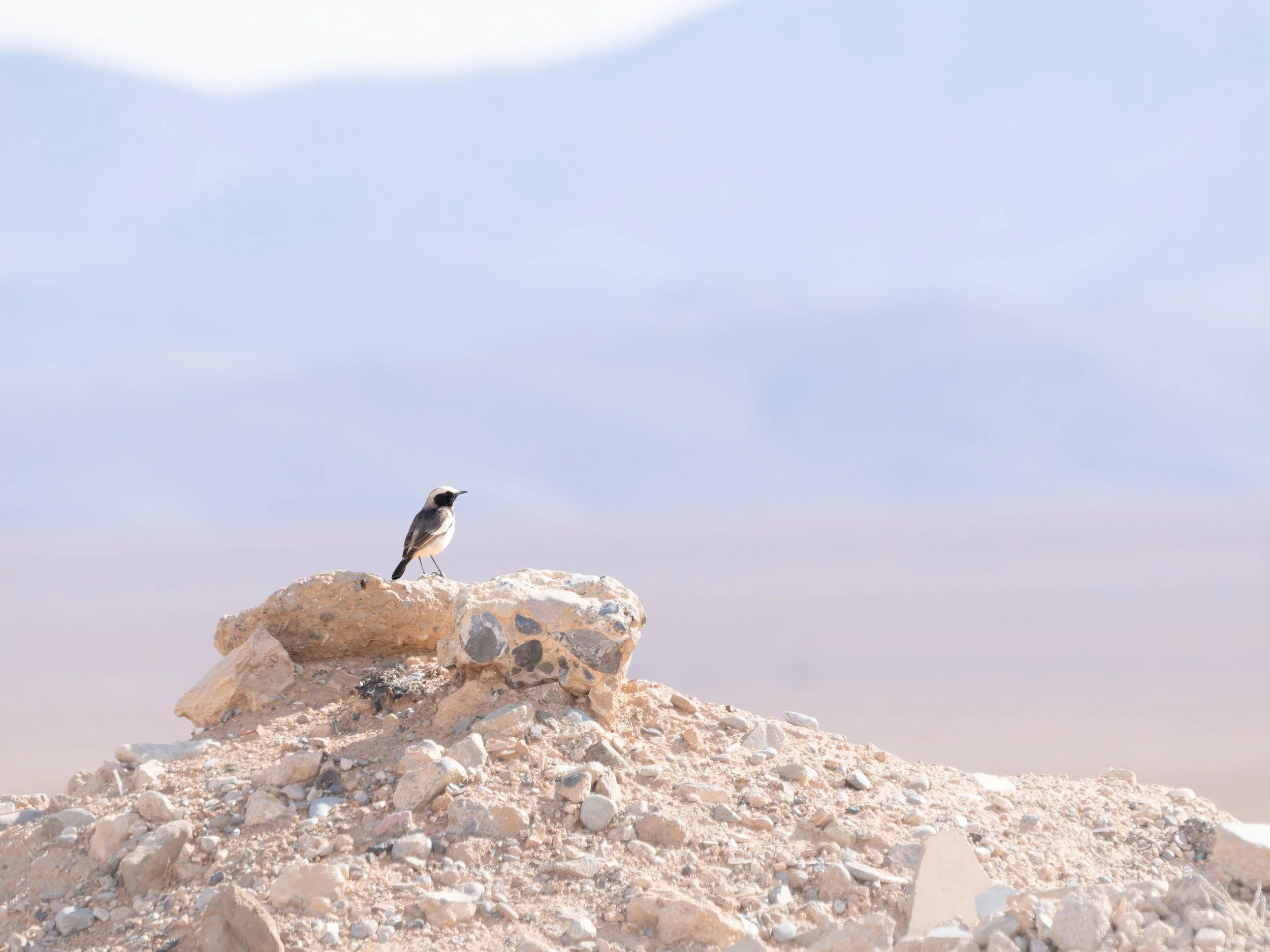 Collalba culirroja (Oenanthe moesta).
Marruecos.
Enero, 2026.