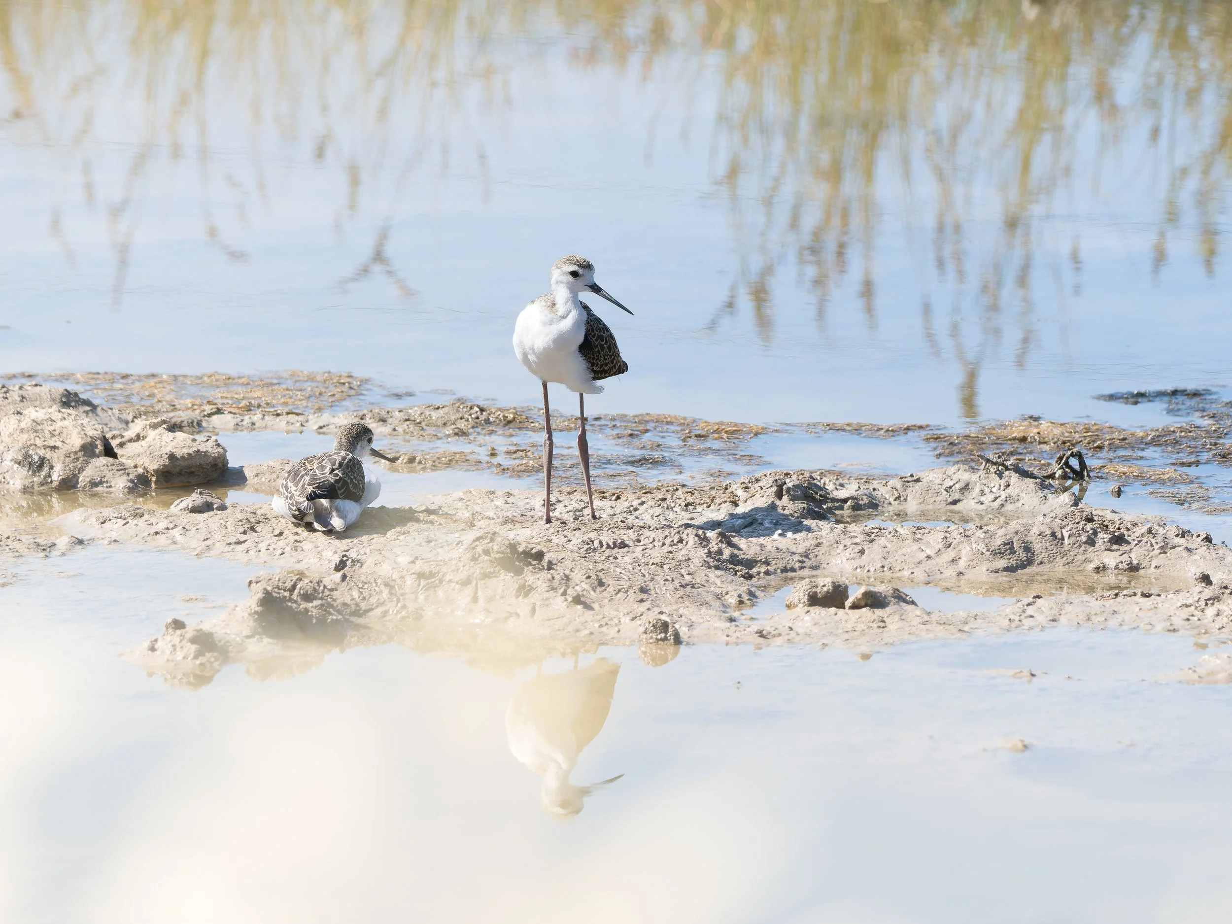 Juveniles Cigüeñuela.jpg