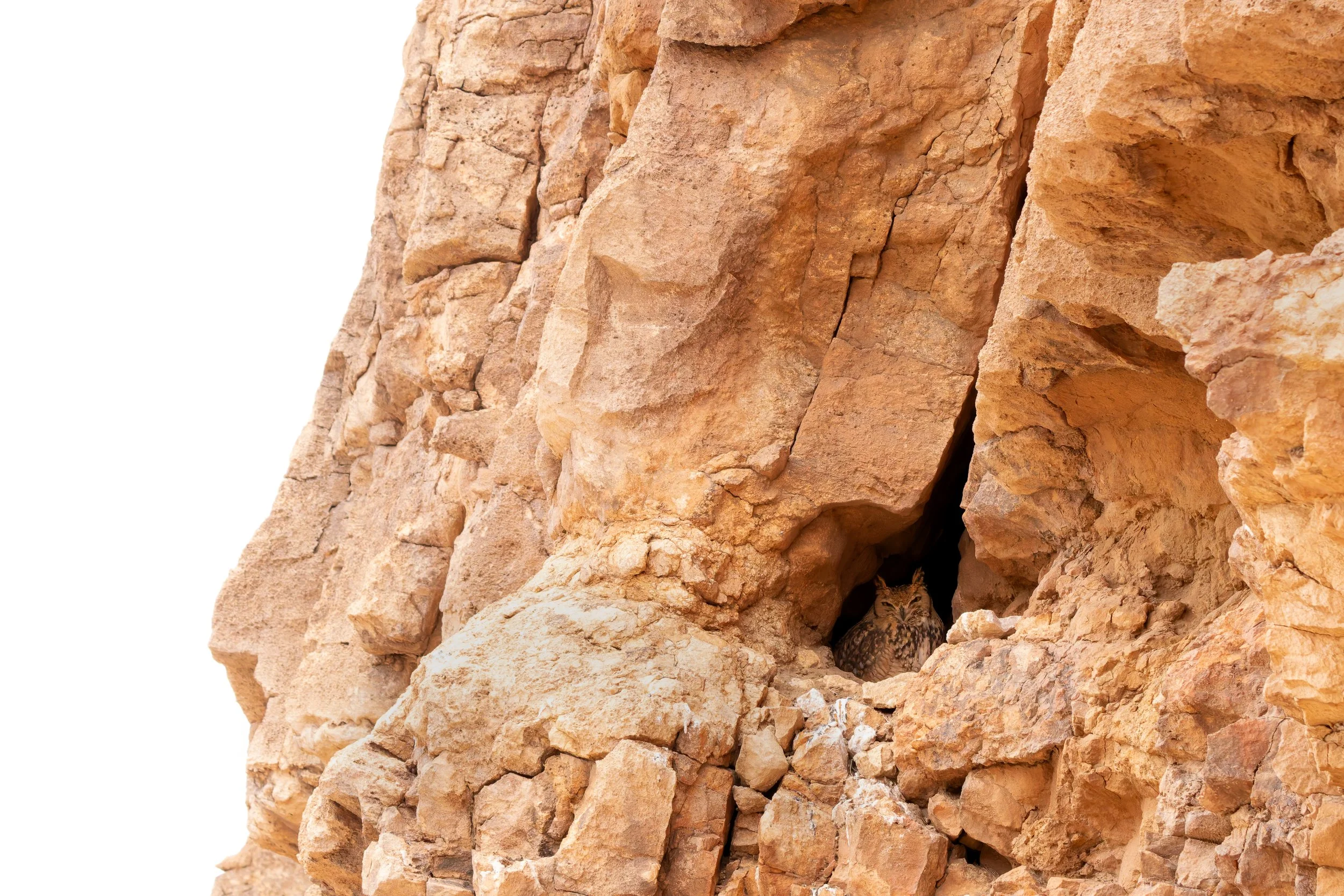Búho del desierto (Bubo ascalaphus).
Marruecos.
Enero, 2026.