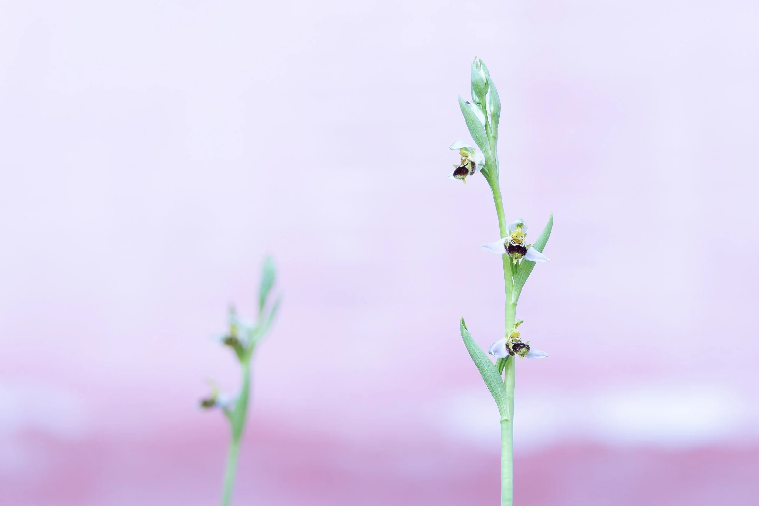 Ophrys apifera rosa.jpg