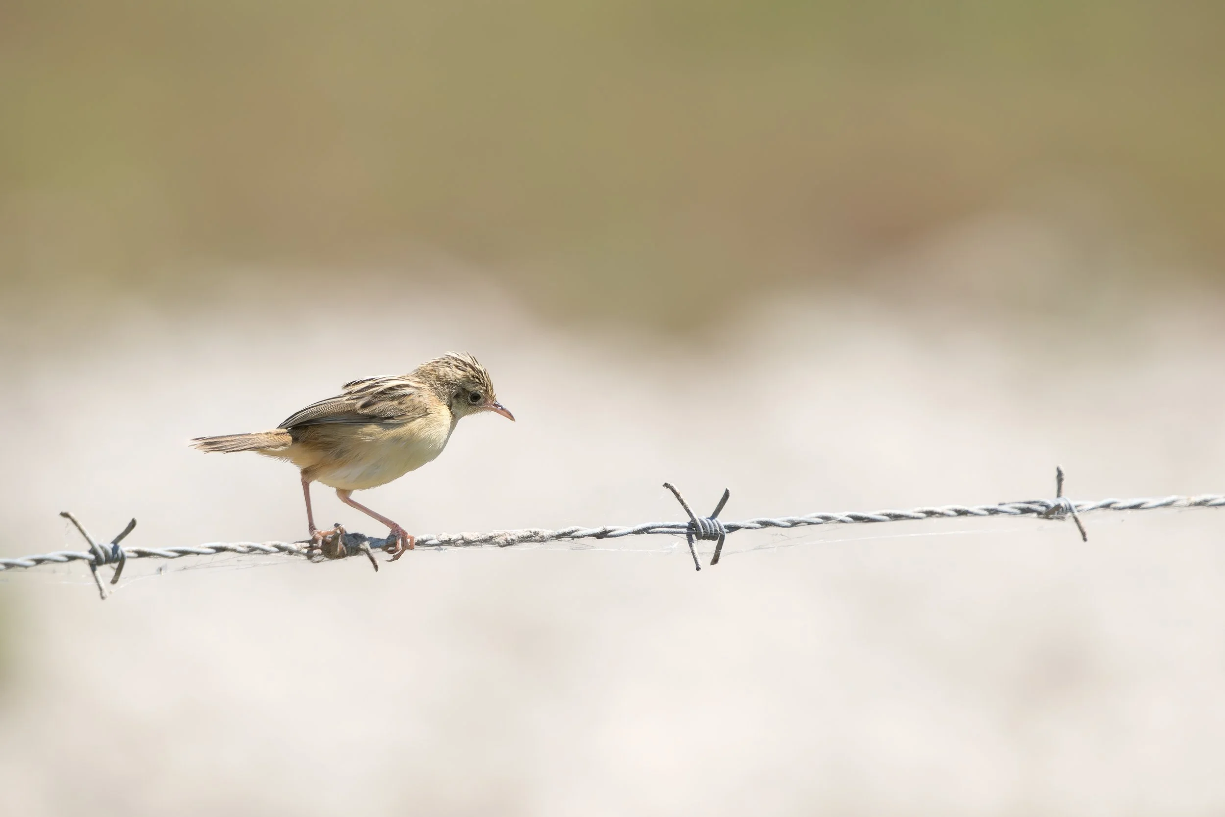 Buitrón (Cisticola juncidis)
Parque Nacional de Doñana.
Mayo, 2026.