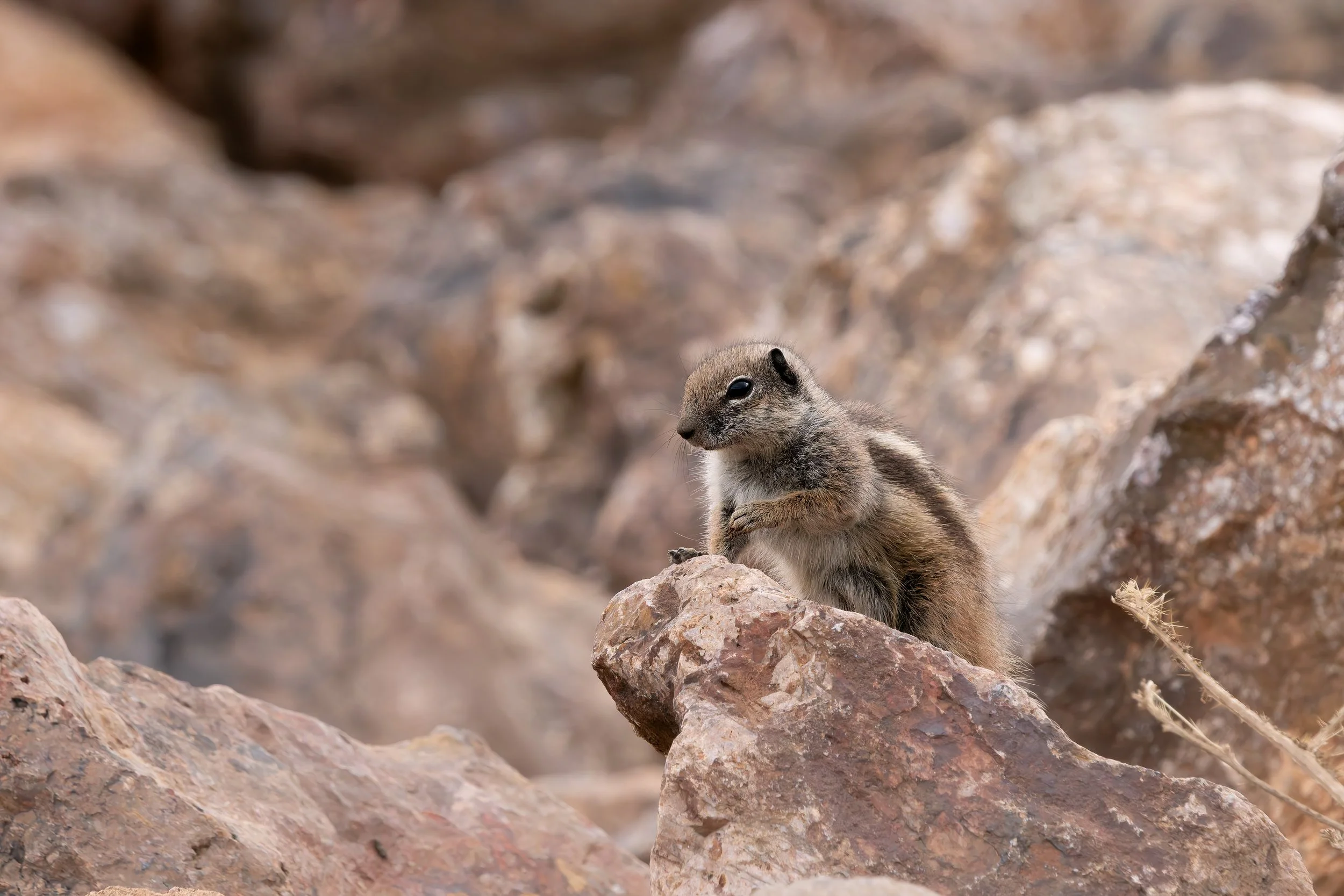 Ardilla moruna (Atlantoxerus getulus).
Marruecos.
Enero, 2026.