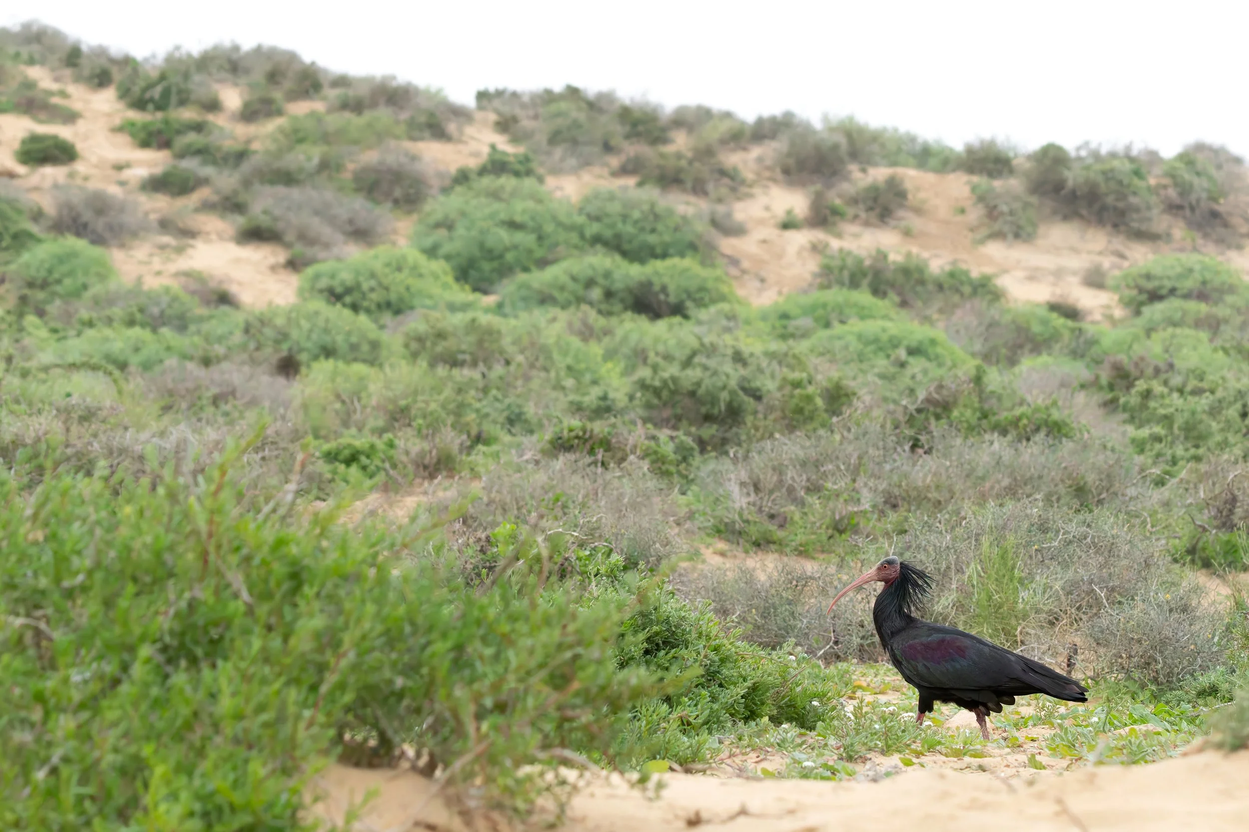 Ibis eremita (Geronticus eremita).
Parque Nacional Souss Massa.
Enero, 2026.
