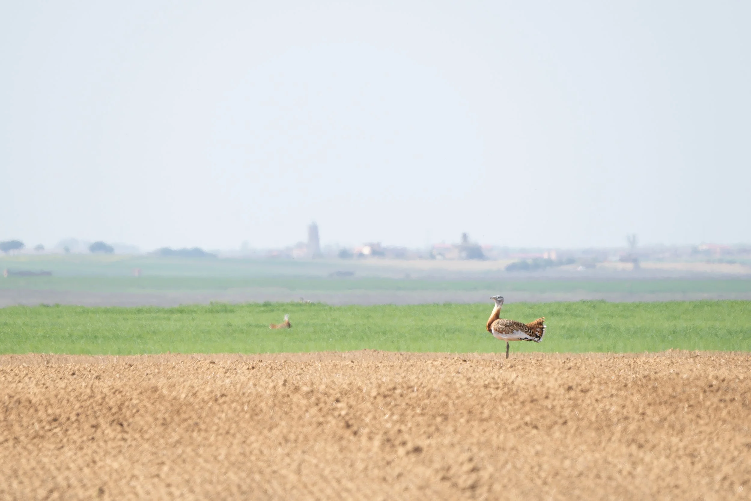 Avutarda euroasiática (Otis tarda).
Reserva Natural de las Lagunas de Villafáfila.
Abril, 2026.