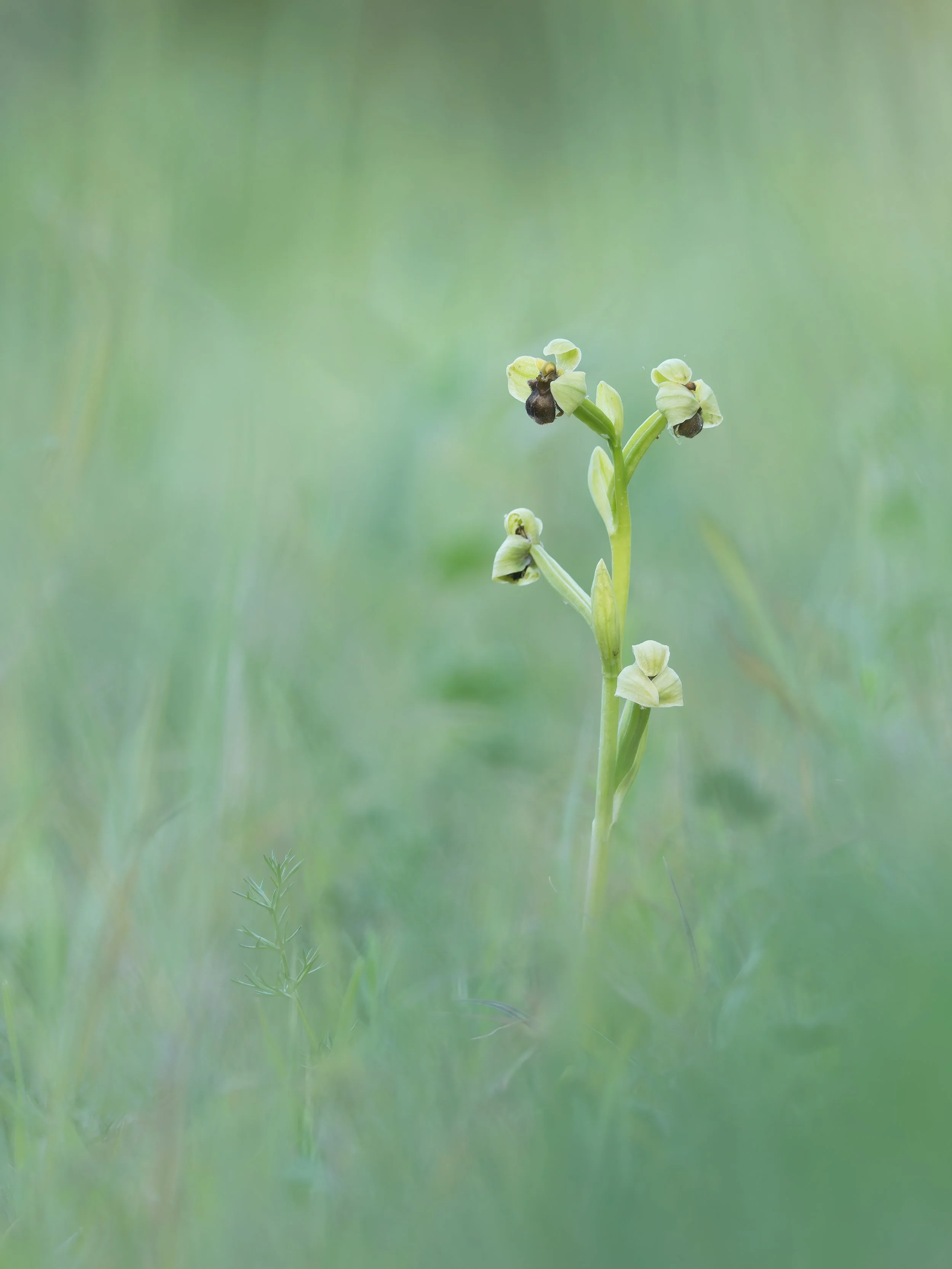 Ophrys bombyliflora.
Sevilla.
Abril, 2026.