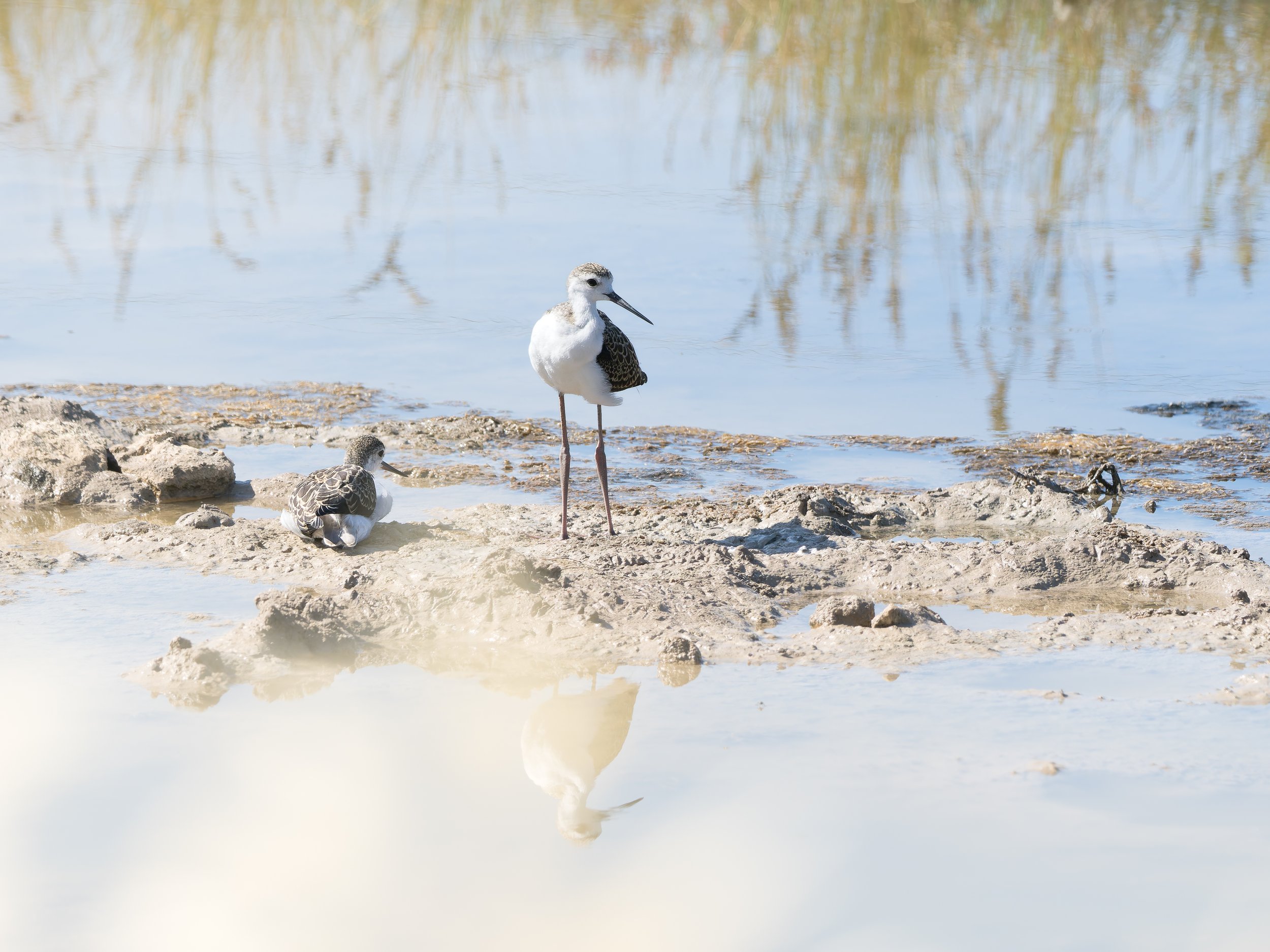 Cigüeñuela común (Himantopus himantopus)
Parque Nacional de Doñana.
Mayo, 2026.