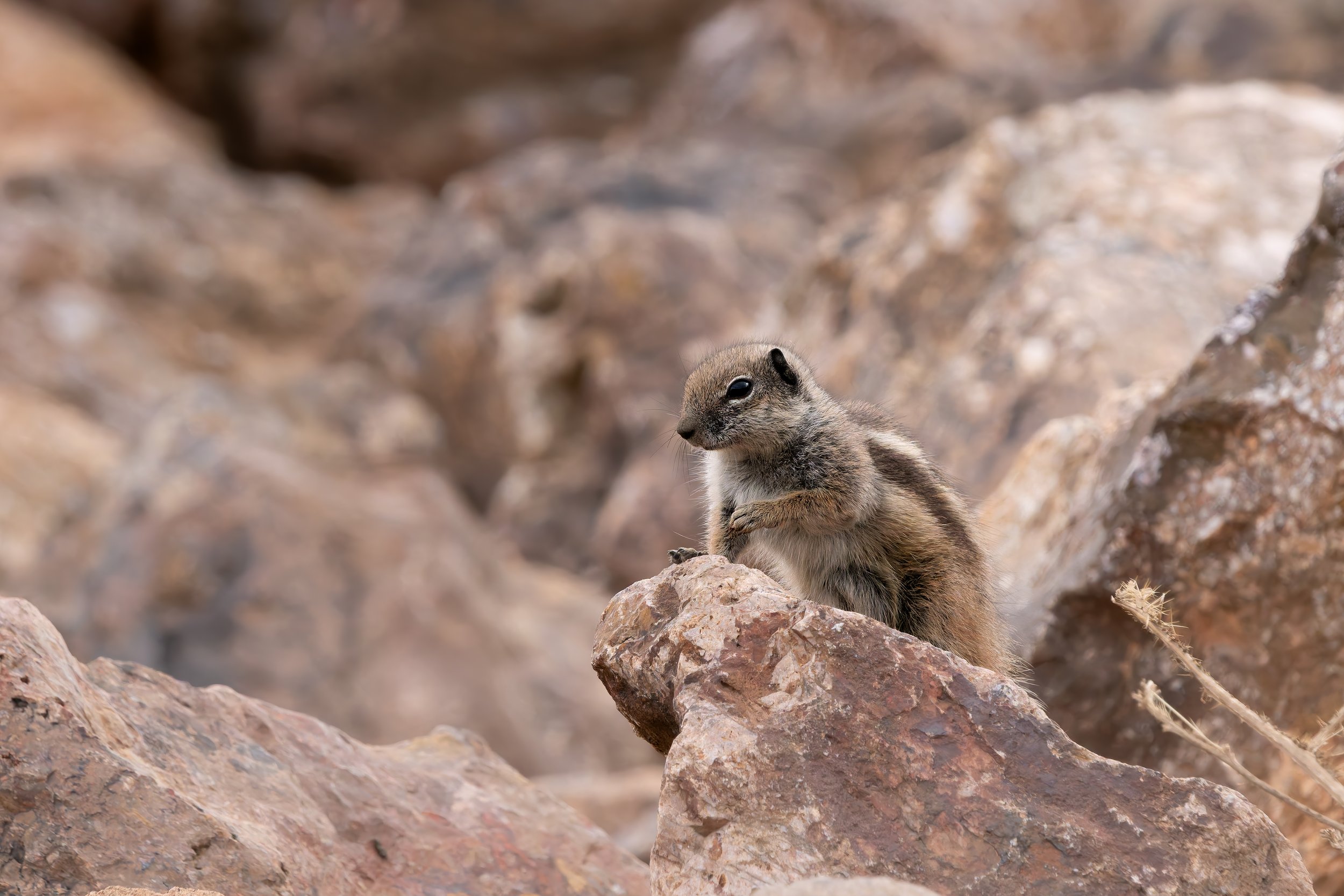Ardilla moruna (Atlantoxerus getulus).
Marruecos.
Enero, 2026.