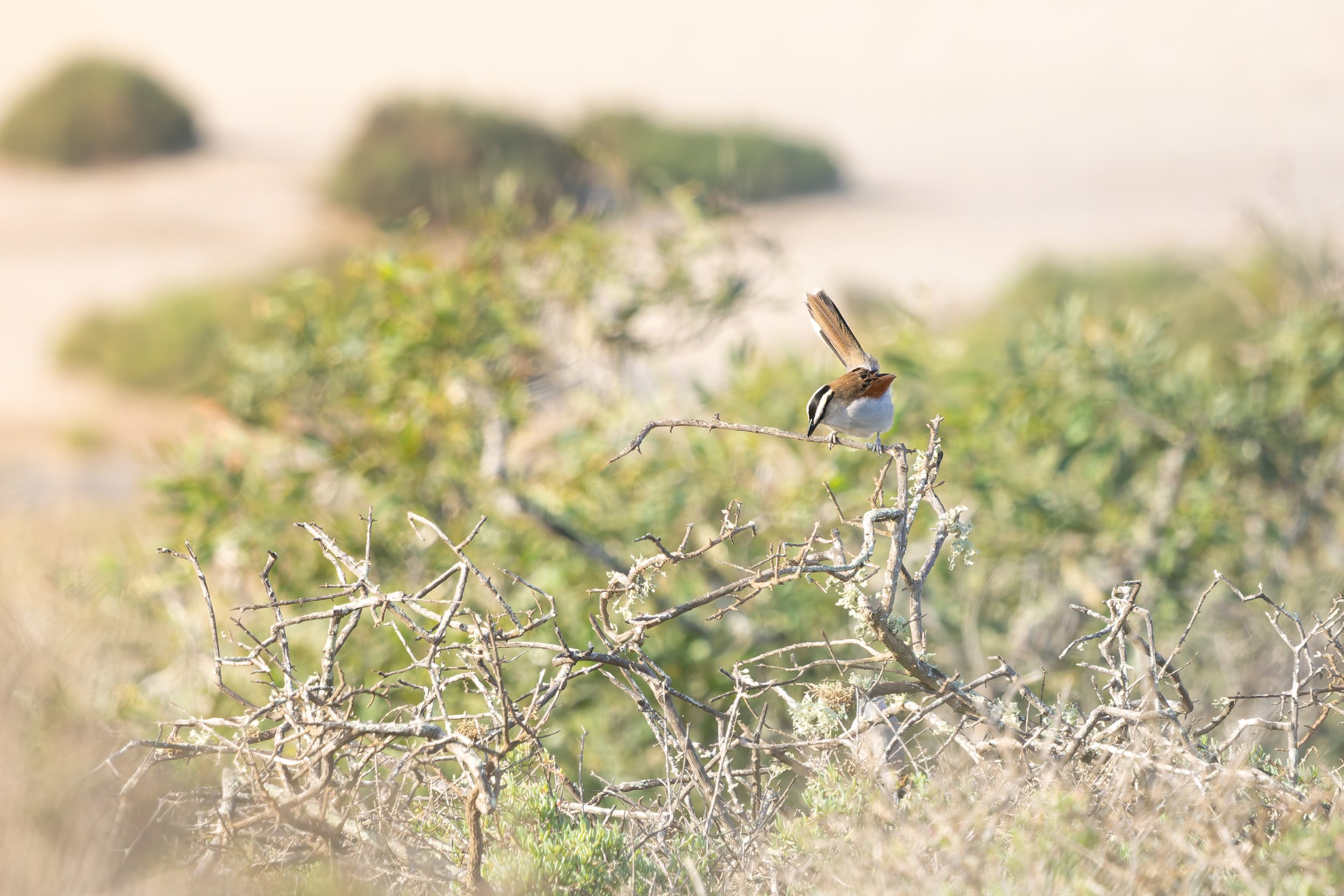 Chagra del Senegal (Tchagra senegalus).
Parque Nacional Souss Massa.
Enero, 2026.